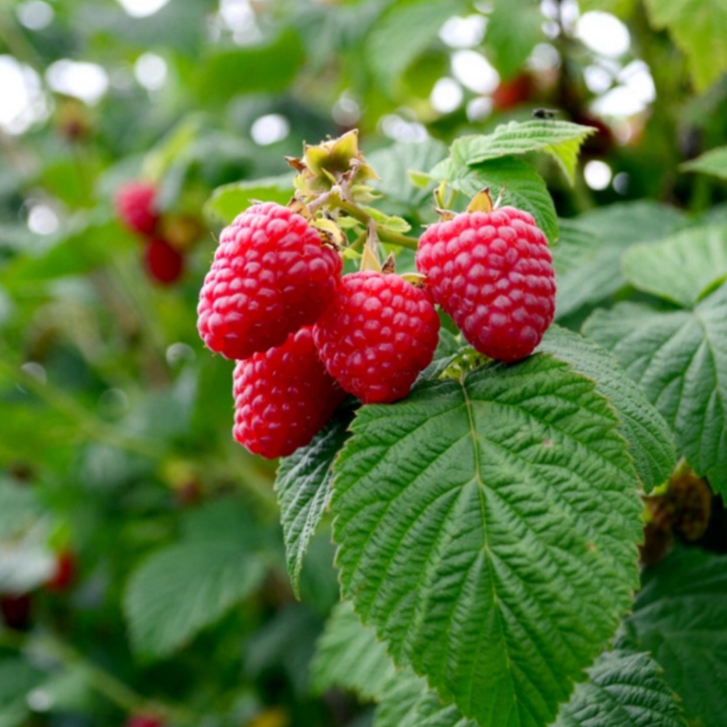 Red Raspberry Seed Oil, Organic, Cold Pressed, Unrefined, Natural