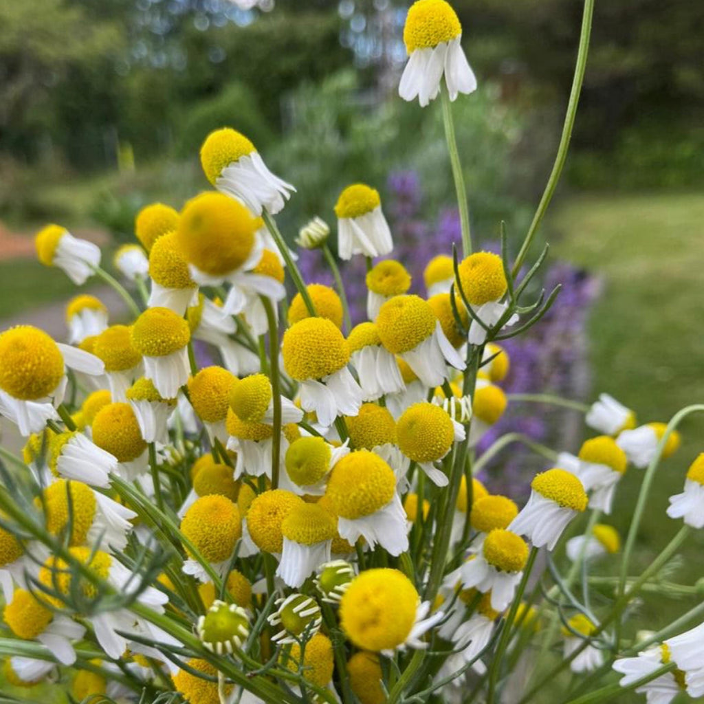 German Chamomile Essential Oil, Blue Chamomile, Organic, 100% Pure, Natural