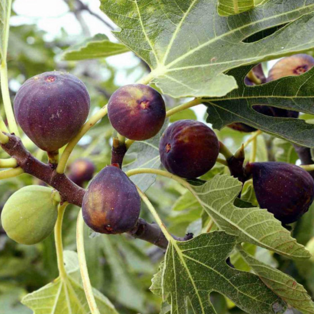 Fig Seed Oil, Organic, Cold Pressed, Unrefined, Natural