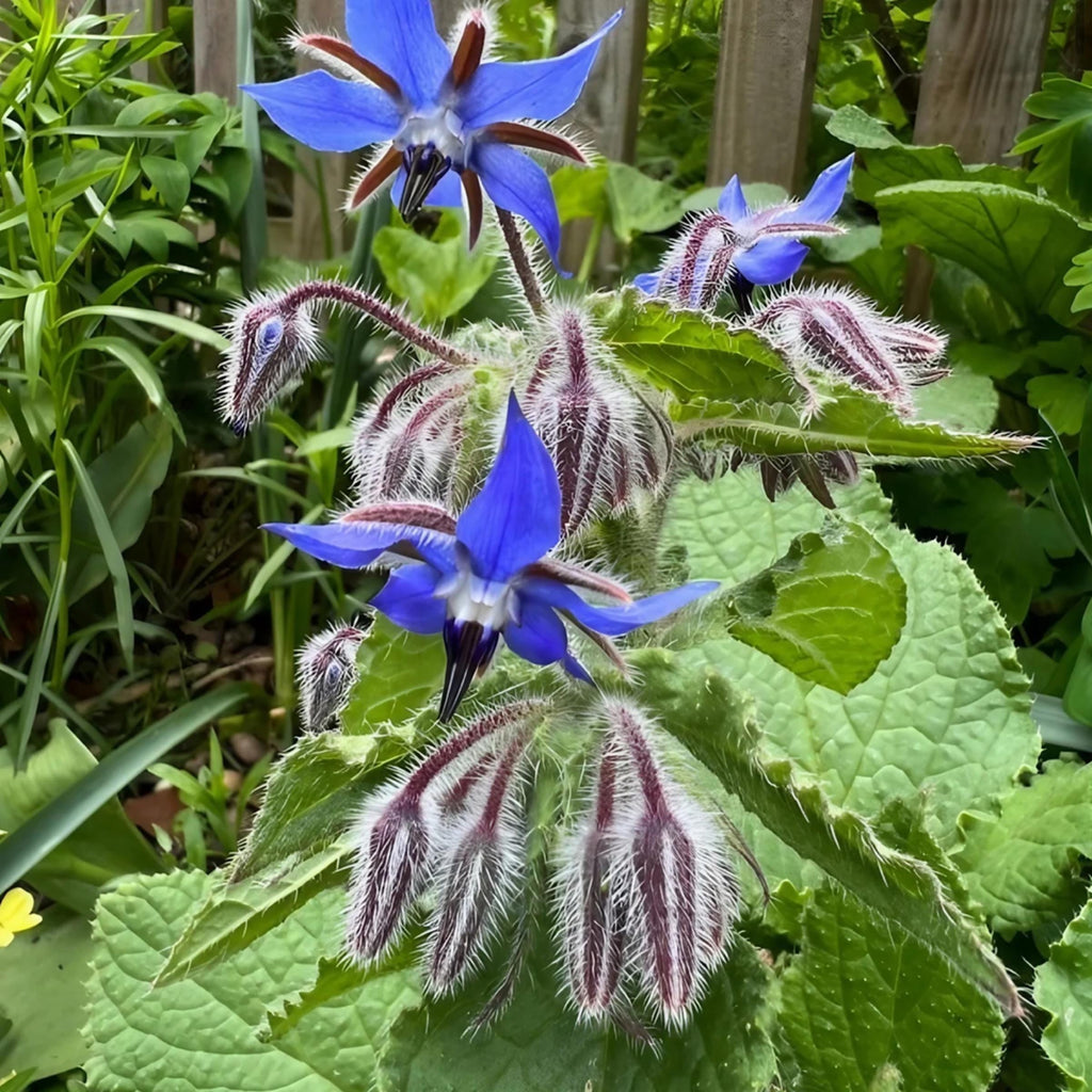 Borage Seed Oil, Organic, Cold Pressed, Unrefined, Natural