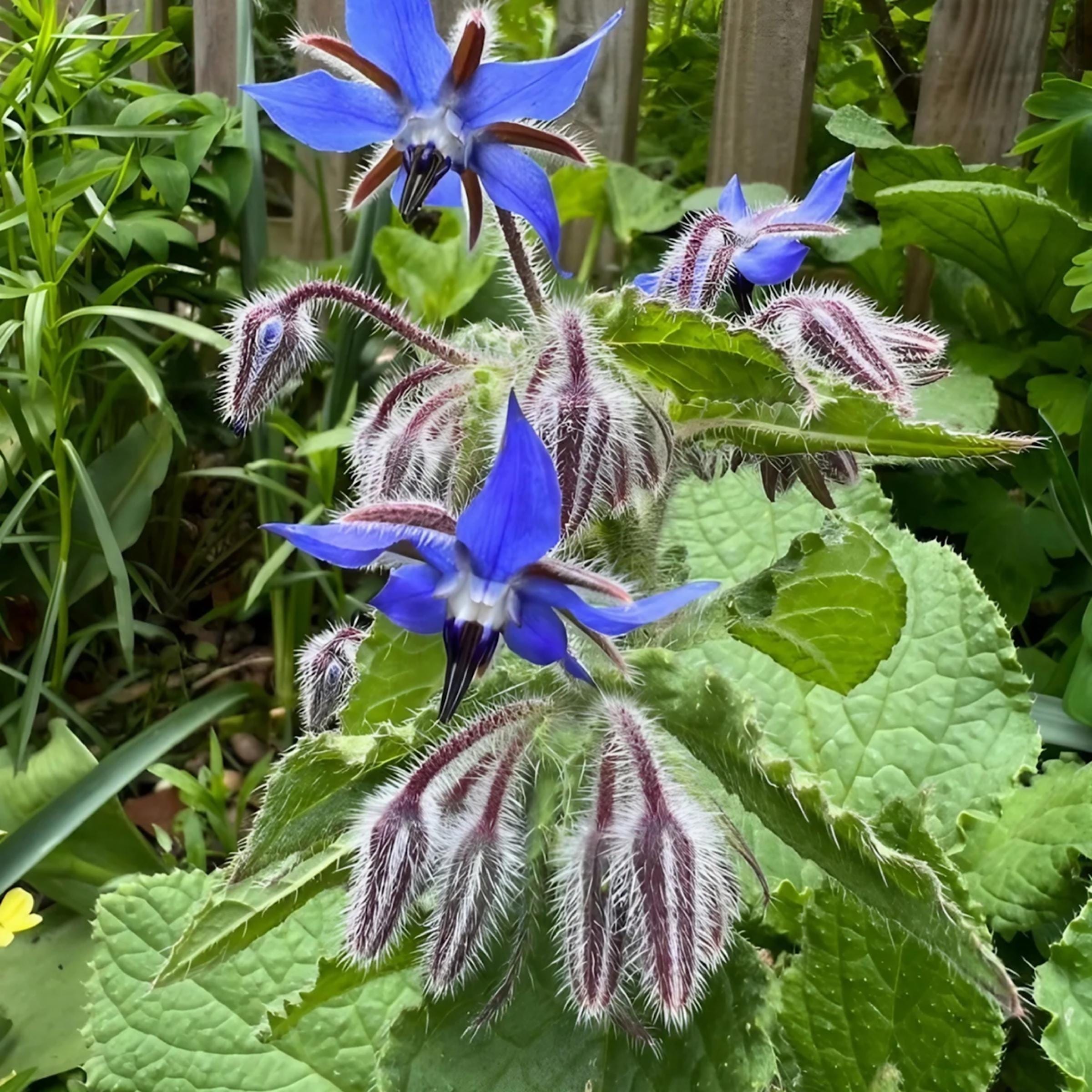 Borage Seed Oil, Organic, Cold Pressed, Unrefined, Natural