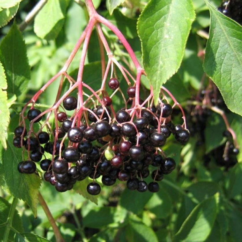 Elderberry Seed Oil, Organic, Cold Pressed, Unrefined, Natural