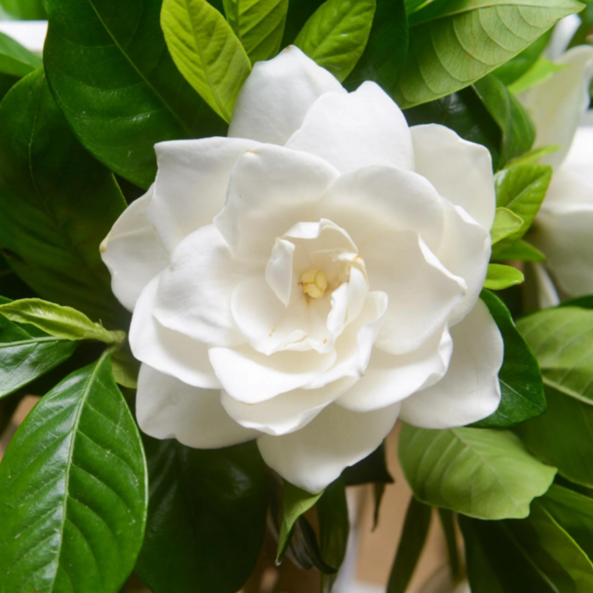 Gardenia Absolute Oil, Organic, 100% Pure, Natural