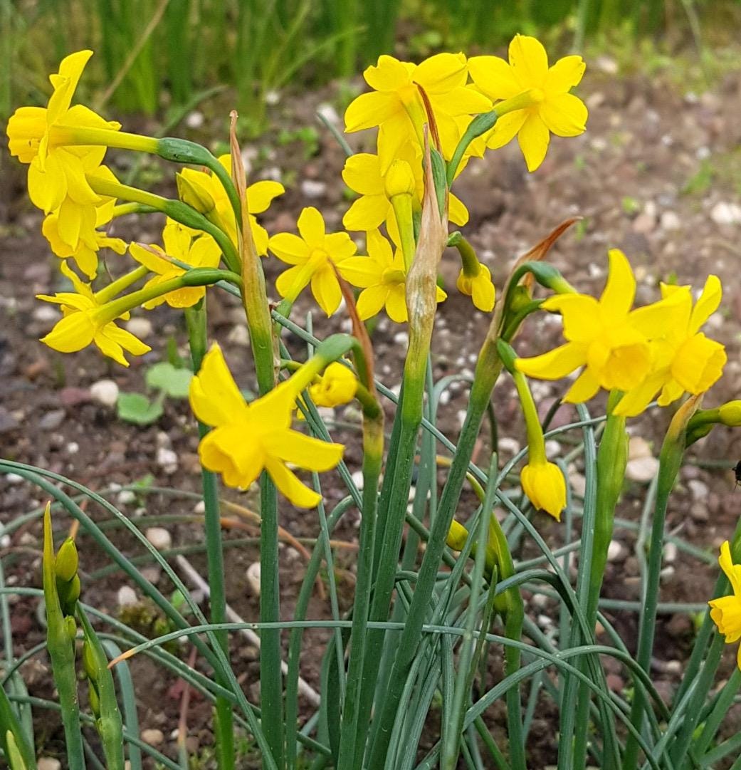Jonquil Absolute, Organic, 100% Pure, Natural