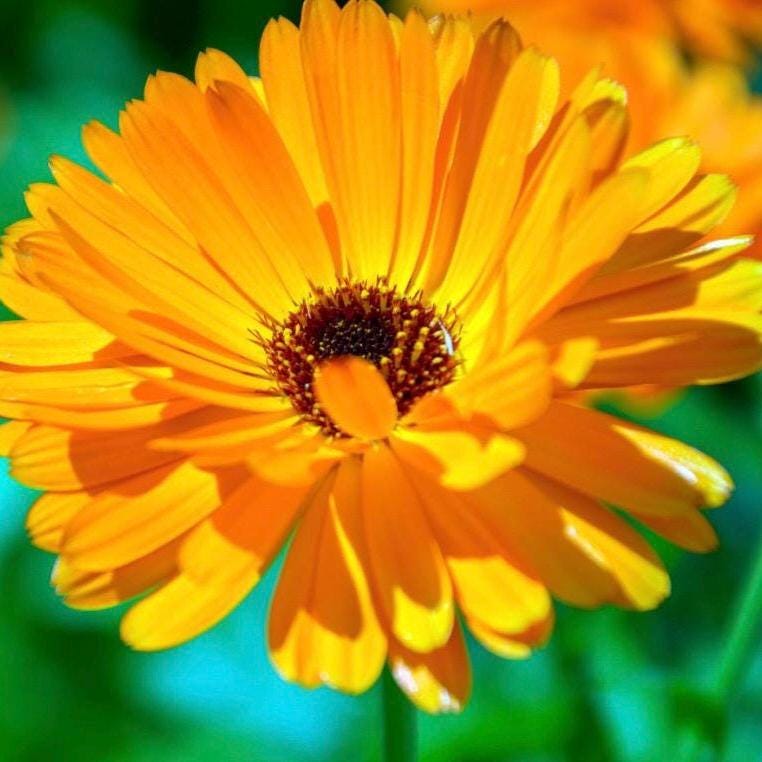 Calendula Hydrosol, Organic, Pure, Natural
