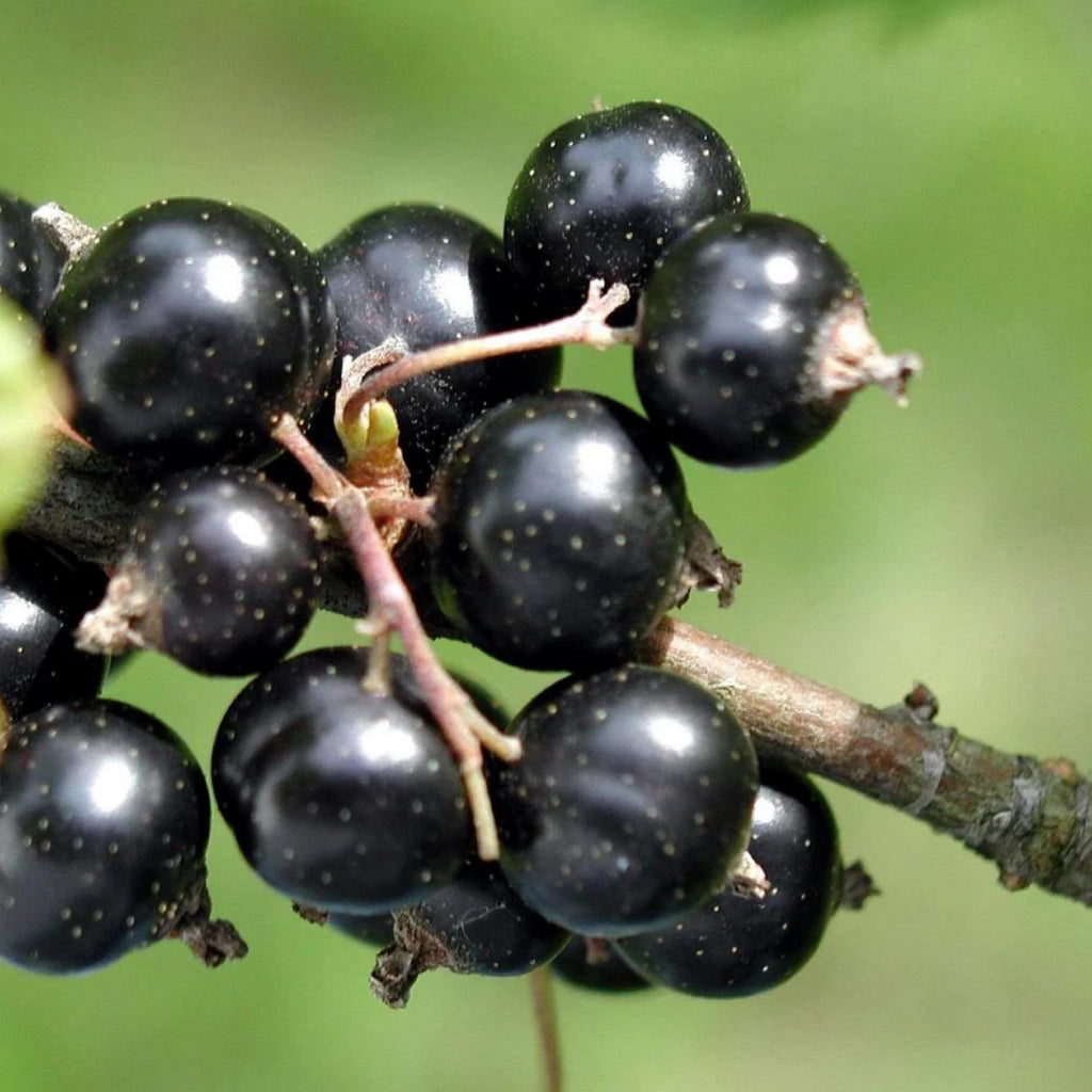 Blackcurrant Seed Oil, Organic, Cold Pressed, Unrefined, Natural