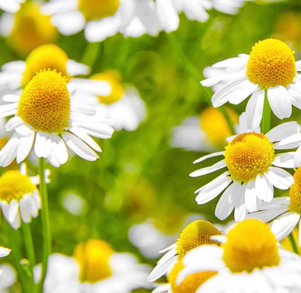 German Chamomile Hydrosol, Organic, Pure, Natural