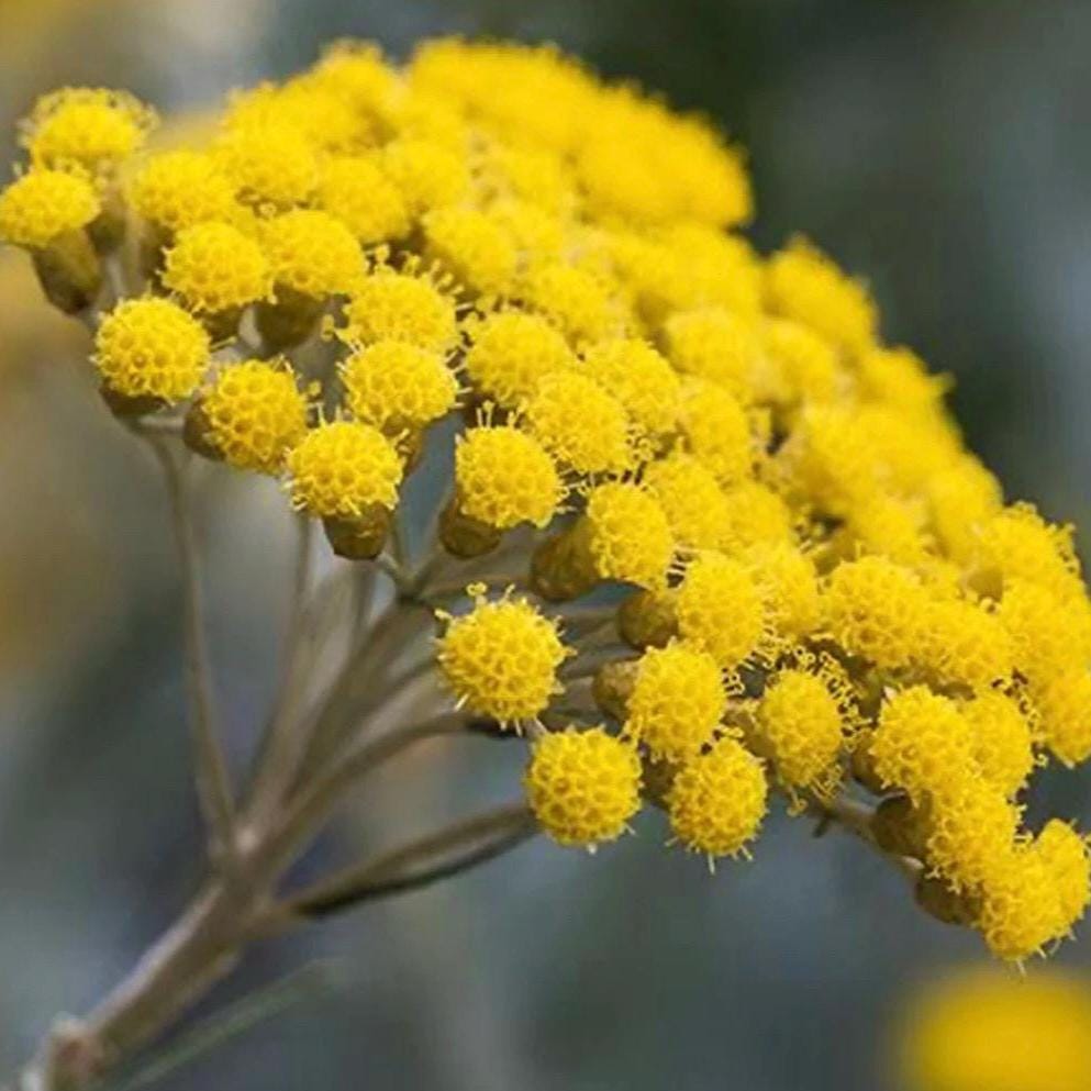 Helichrysum Hydrosol, Organic, Pure, Natural