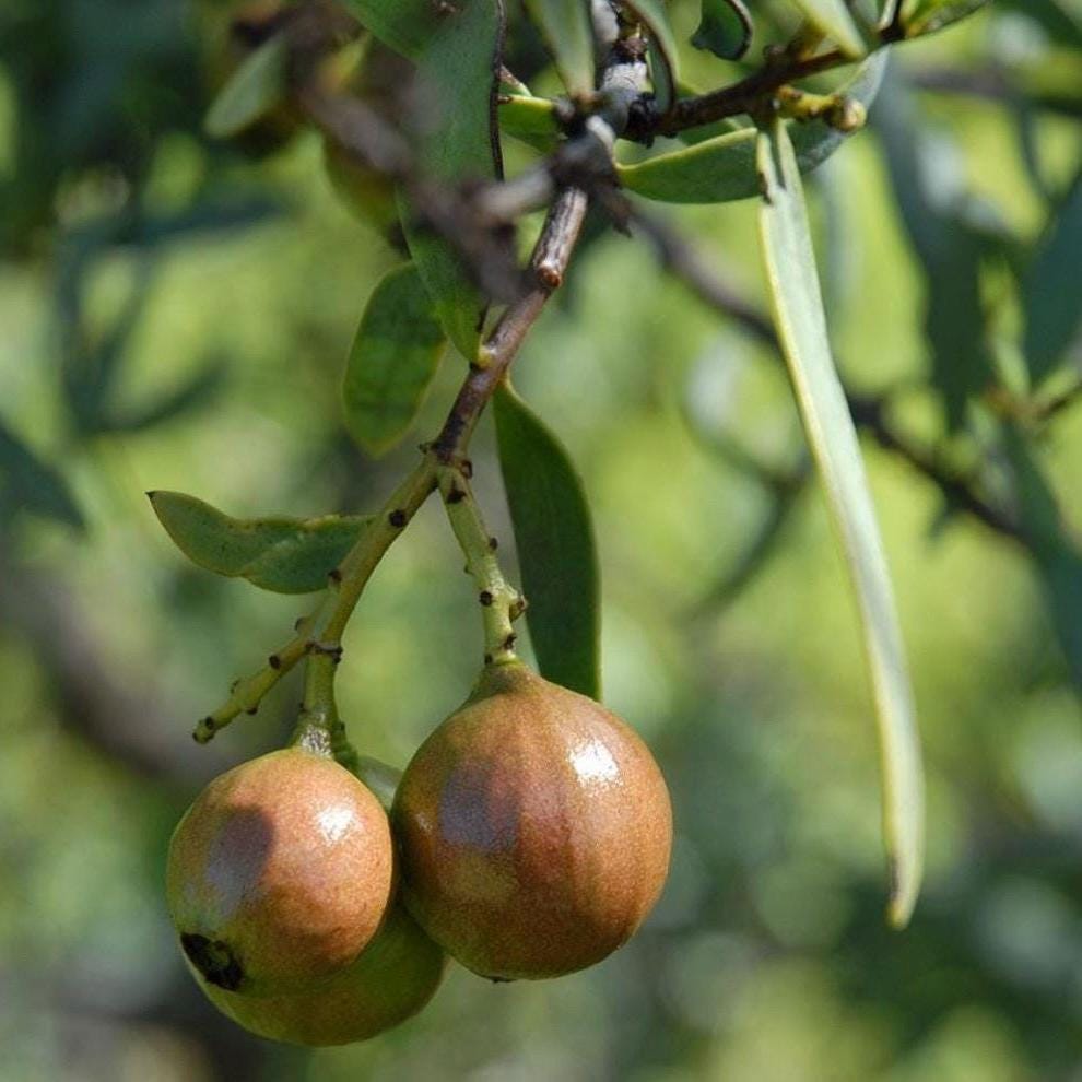 Sandalwood Seed Oil, Organic, Cold Pressed, Unrefined, Natural