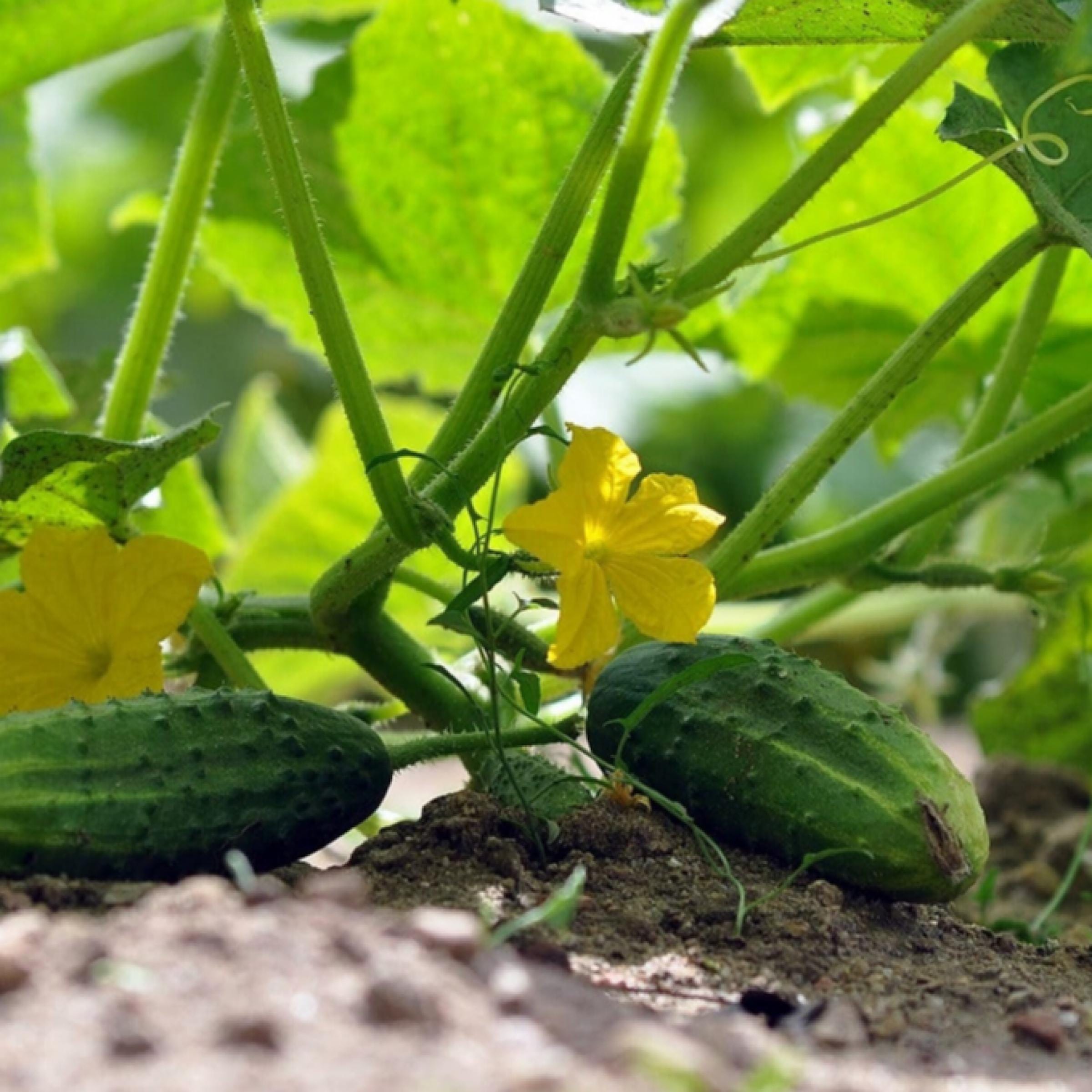 Cucumber Seed Oil, Organic, Cold Pressed, Unrefined, Natural
