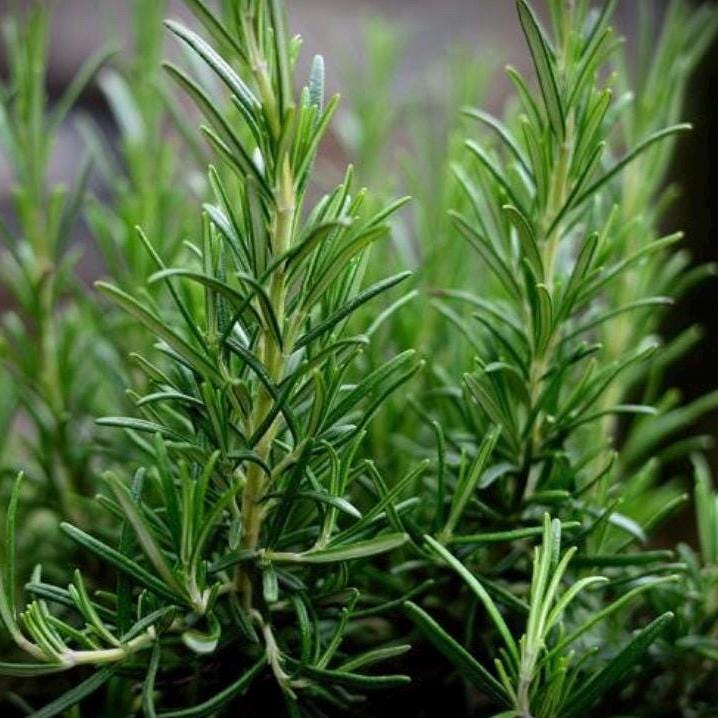 Rosemary Hydrosol, Organic, Pure, Natural