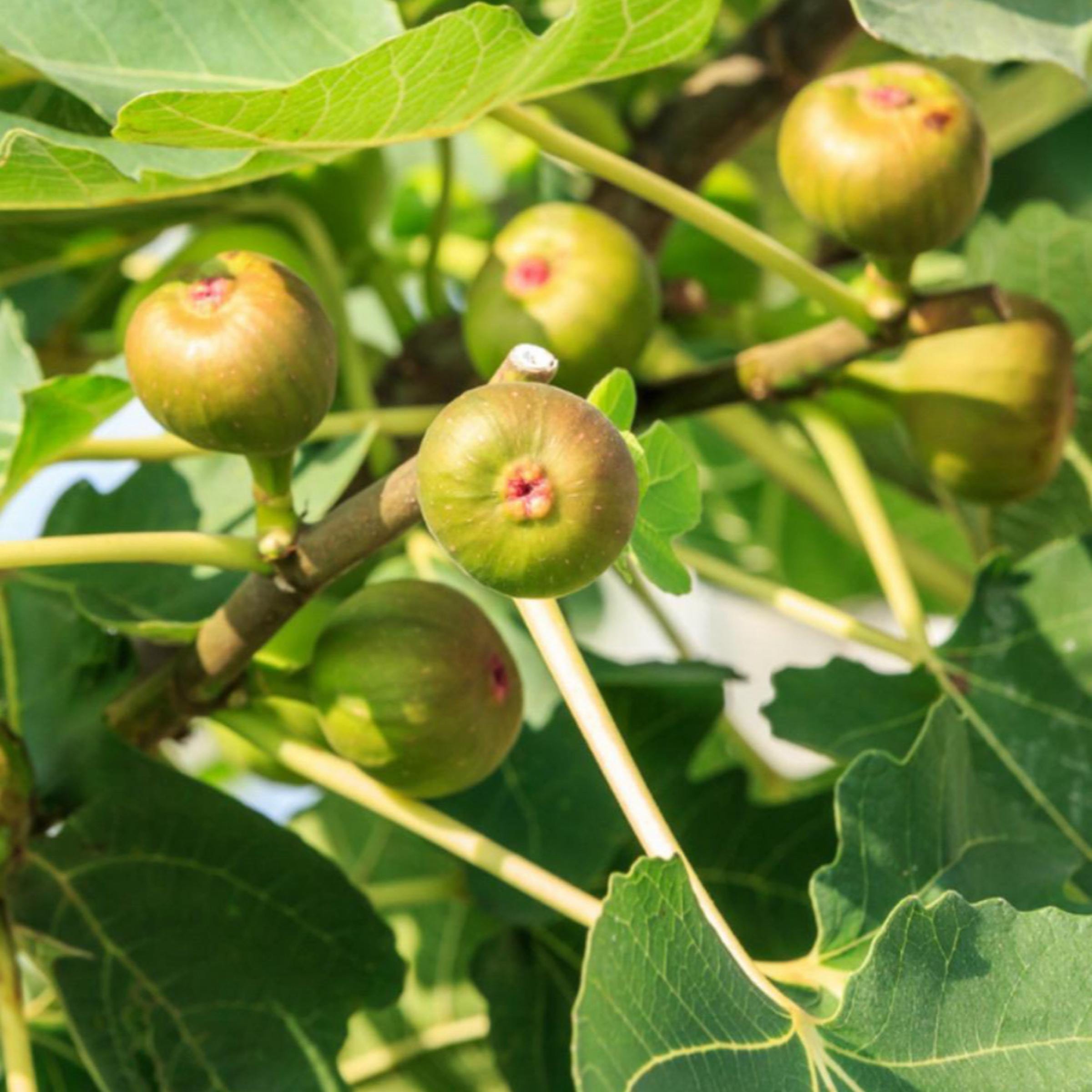 Fig Seed Oil, Organic, Cold Pressed, Unrefined, Natural