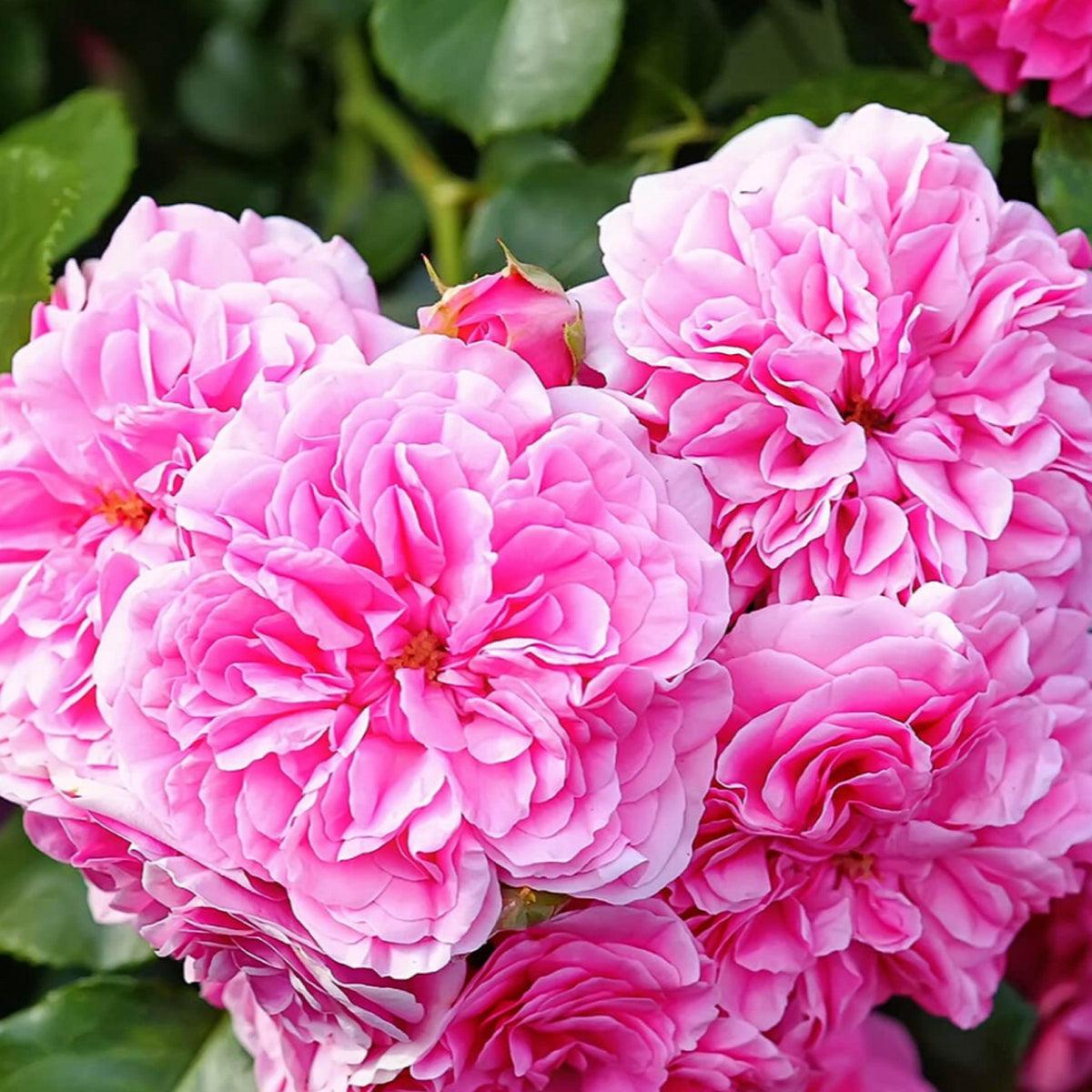 Rose Maroc Hydrosol, Organic, Pure, Natural