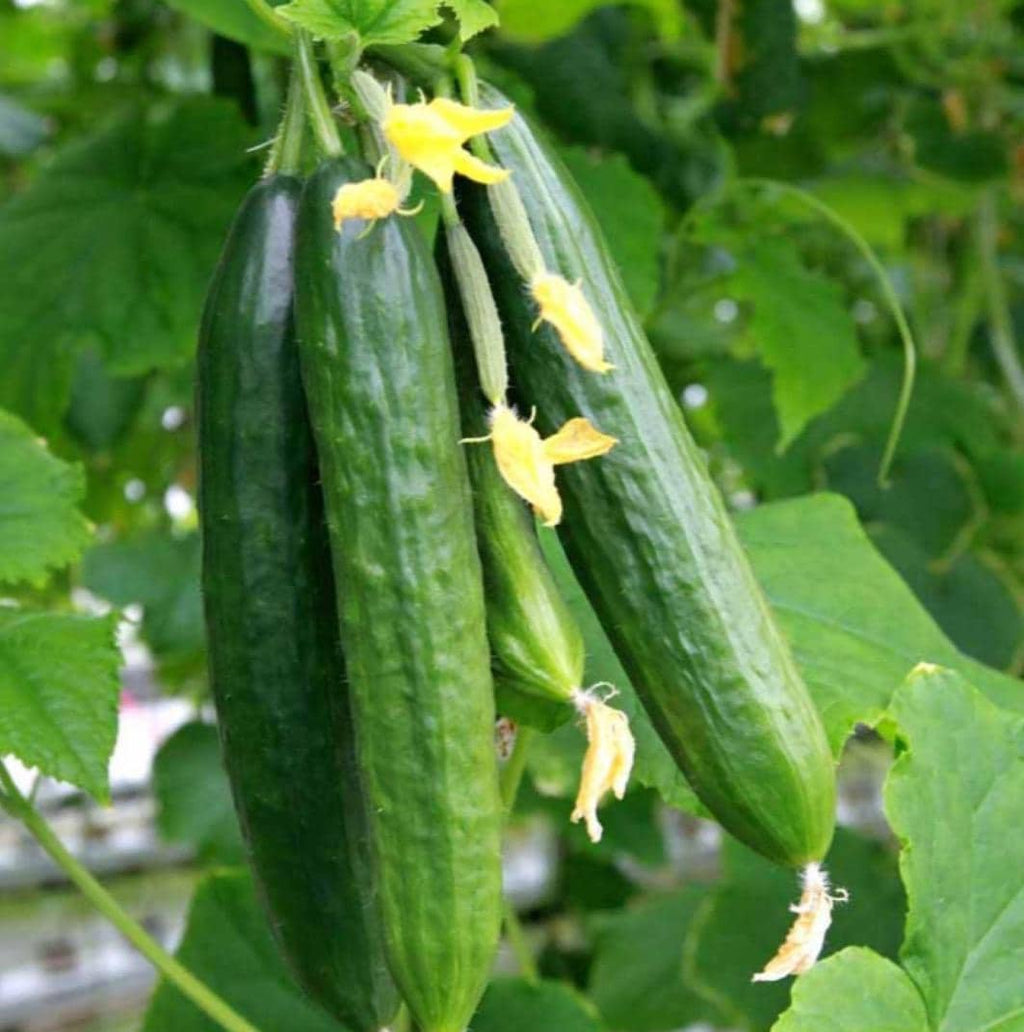 Cucumber Hydrosol, Organic, Pure, Natural