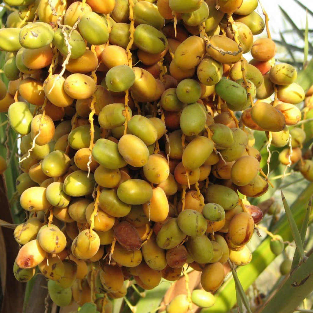 Desert Date Seed Oil, Organic, Cold Pressed, Unrefined, Natural