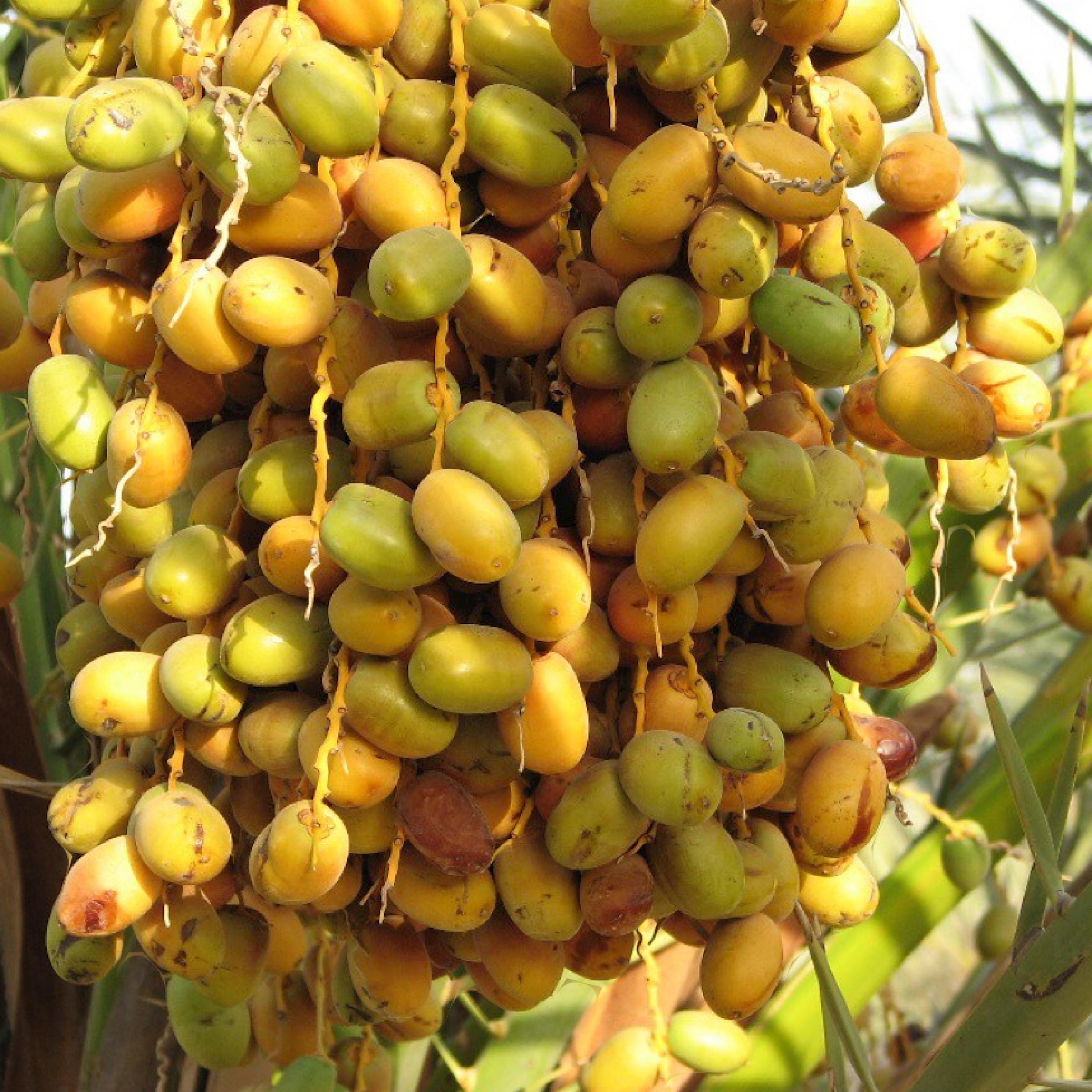 Desert Date Seed Oil, Organic, Cold Pressed, Unrefined, Natural