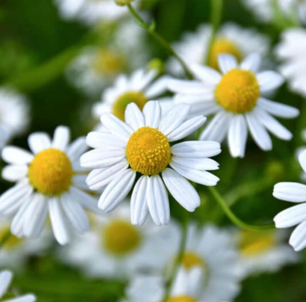 German Chamomile Hydrosol, Organic, Pure, Natural