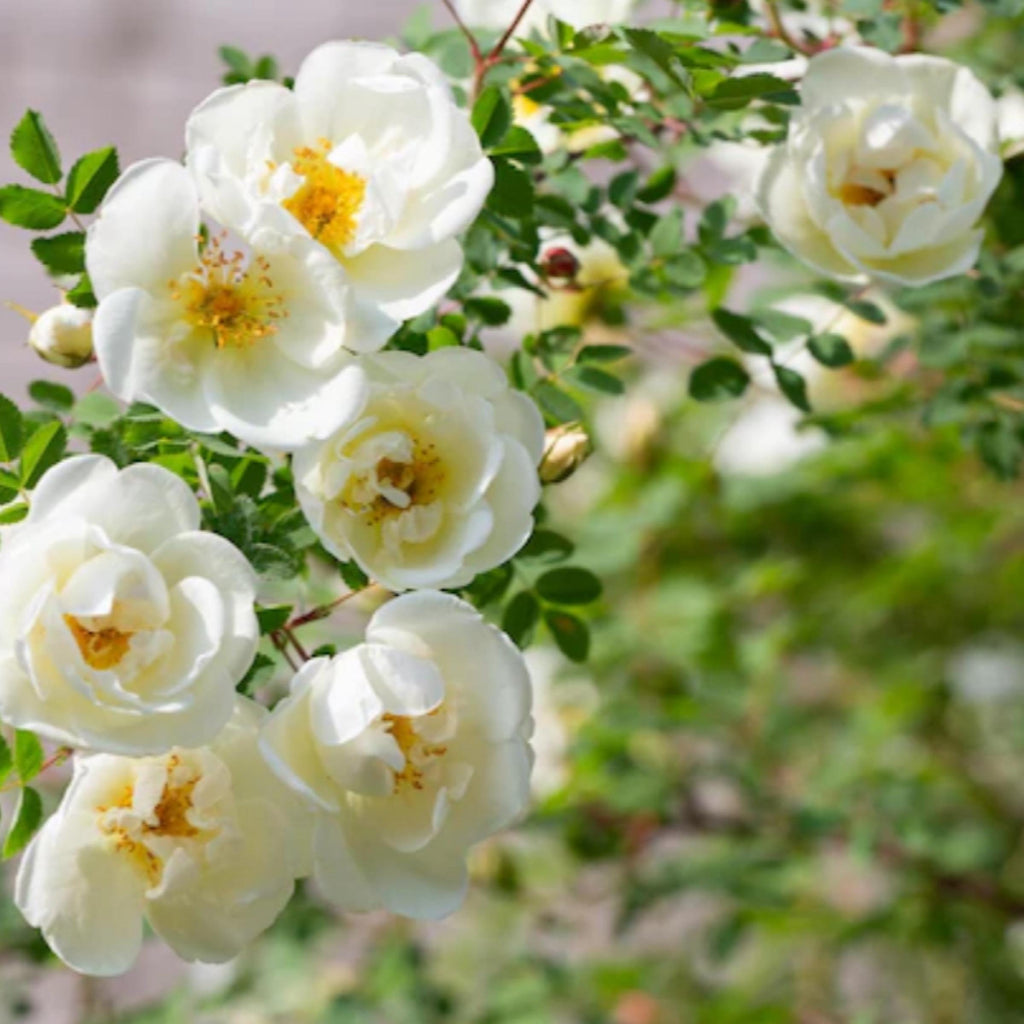 White Rose Hydrosol, Organic, Pure, Natural