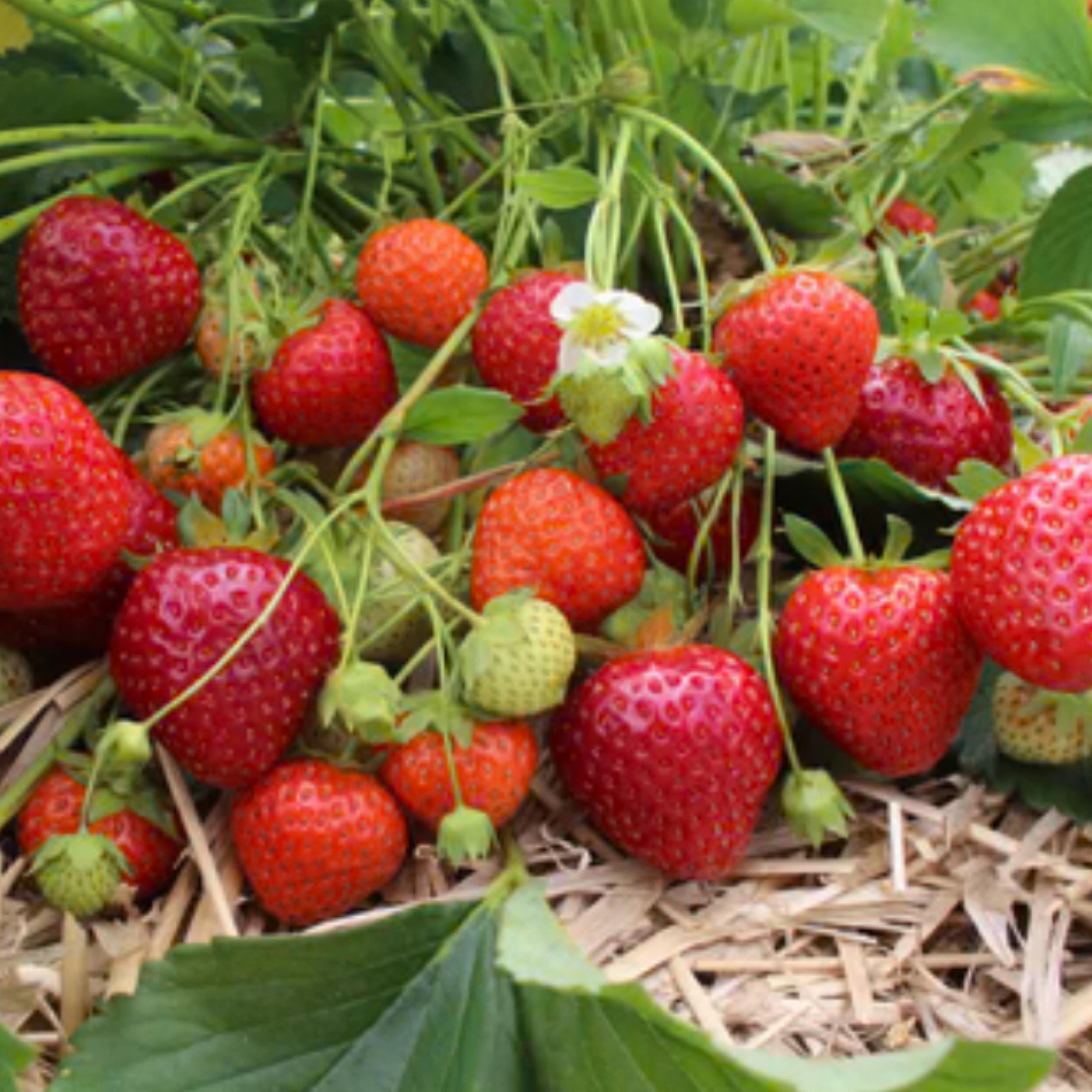 Strawberry Seed Oil, Organic, Cold Pressed, Unrefined, Natural