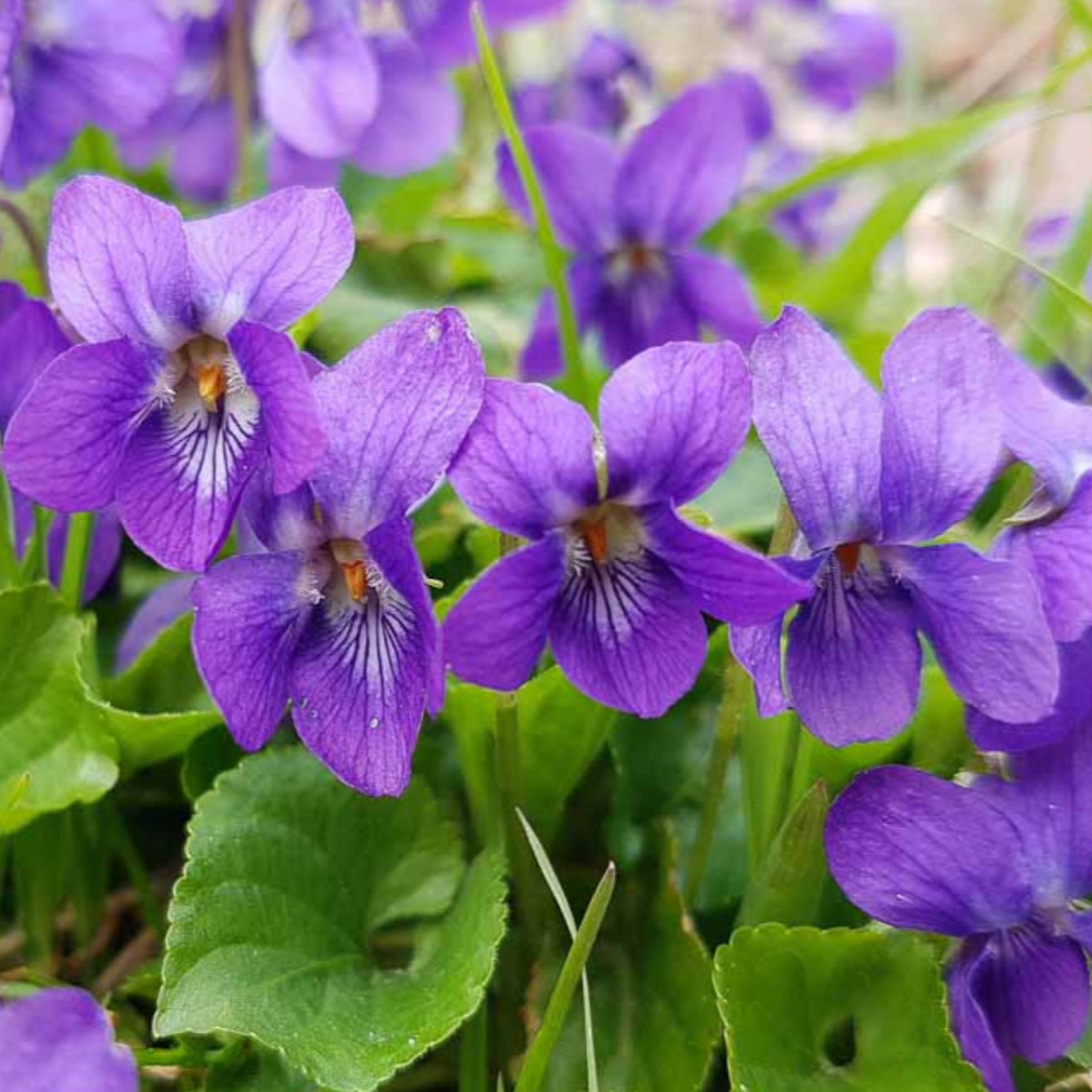 Violet Leaf Absolute Oil, Organic, 100% Pure, Natural