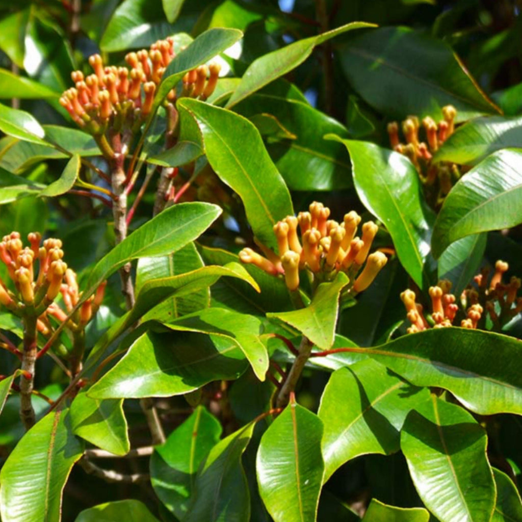 Clove Bud Essential Oil, Organic, 100% Pure, Natural