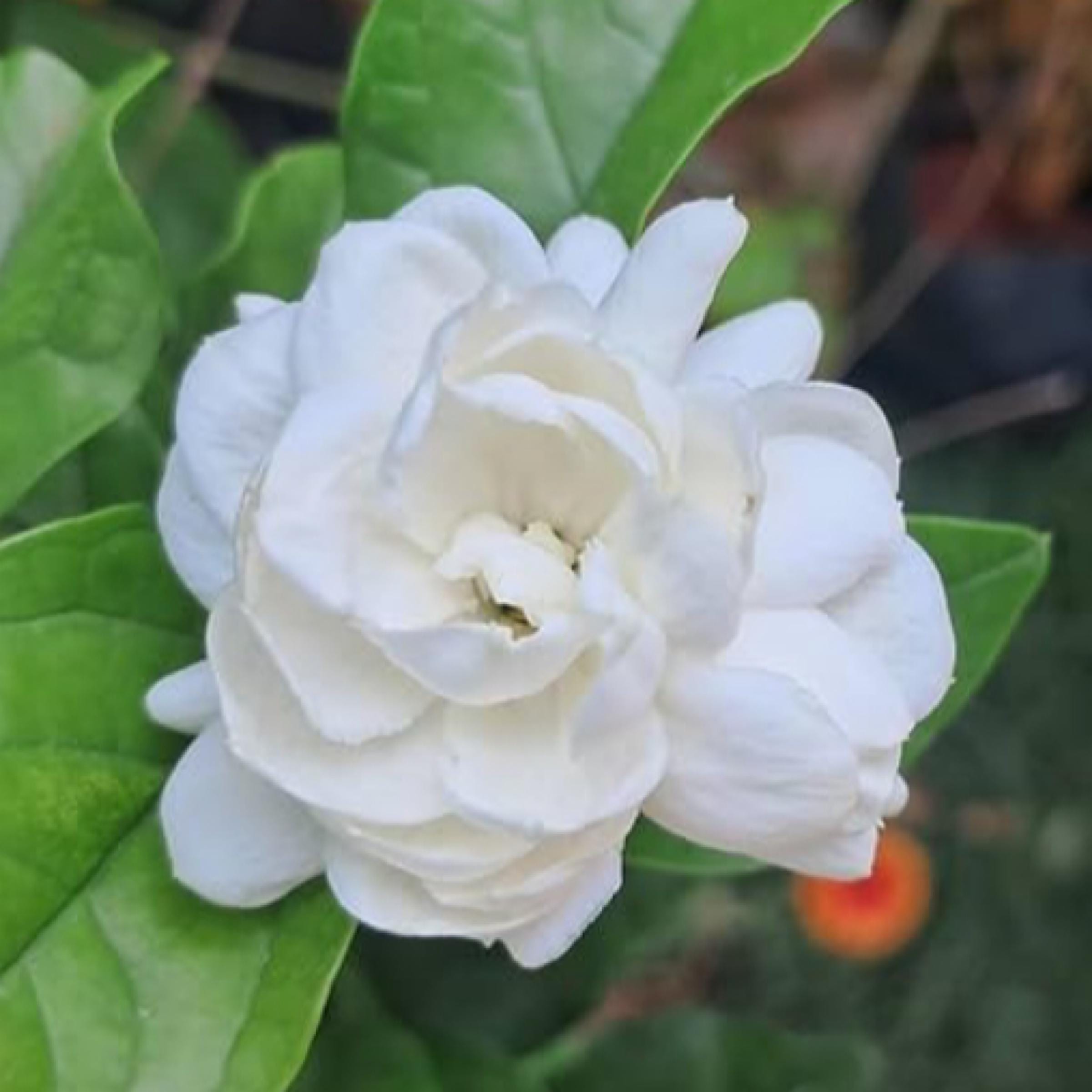 Jasmine Sambac Absolute, Organic, Pure, Natural