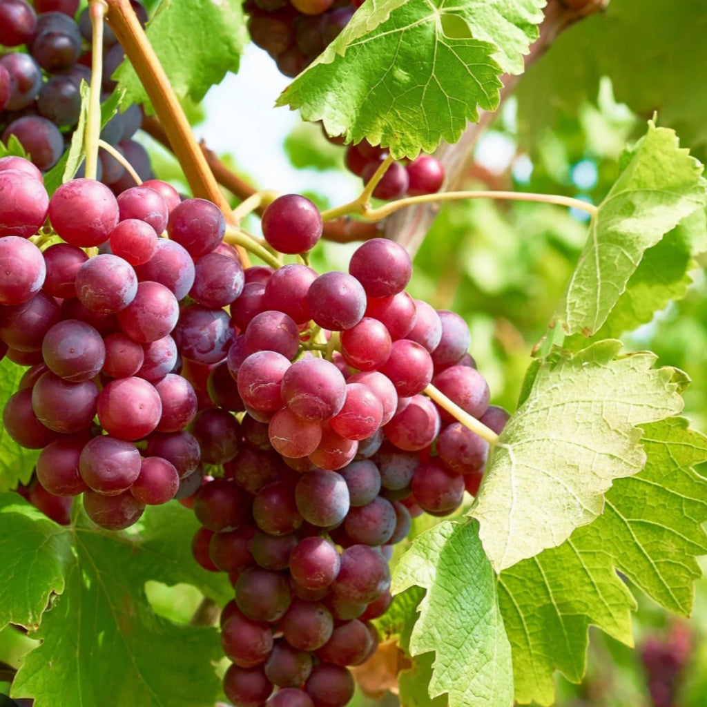 Grape Seed Oil, Organic, Cold Pressed,  Unrefined, Natural