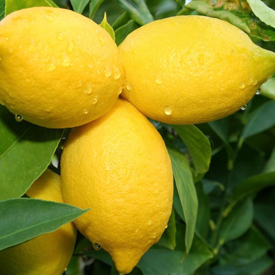 Lemon Essential Oil, Organic, Pure, Natural