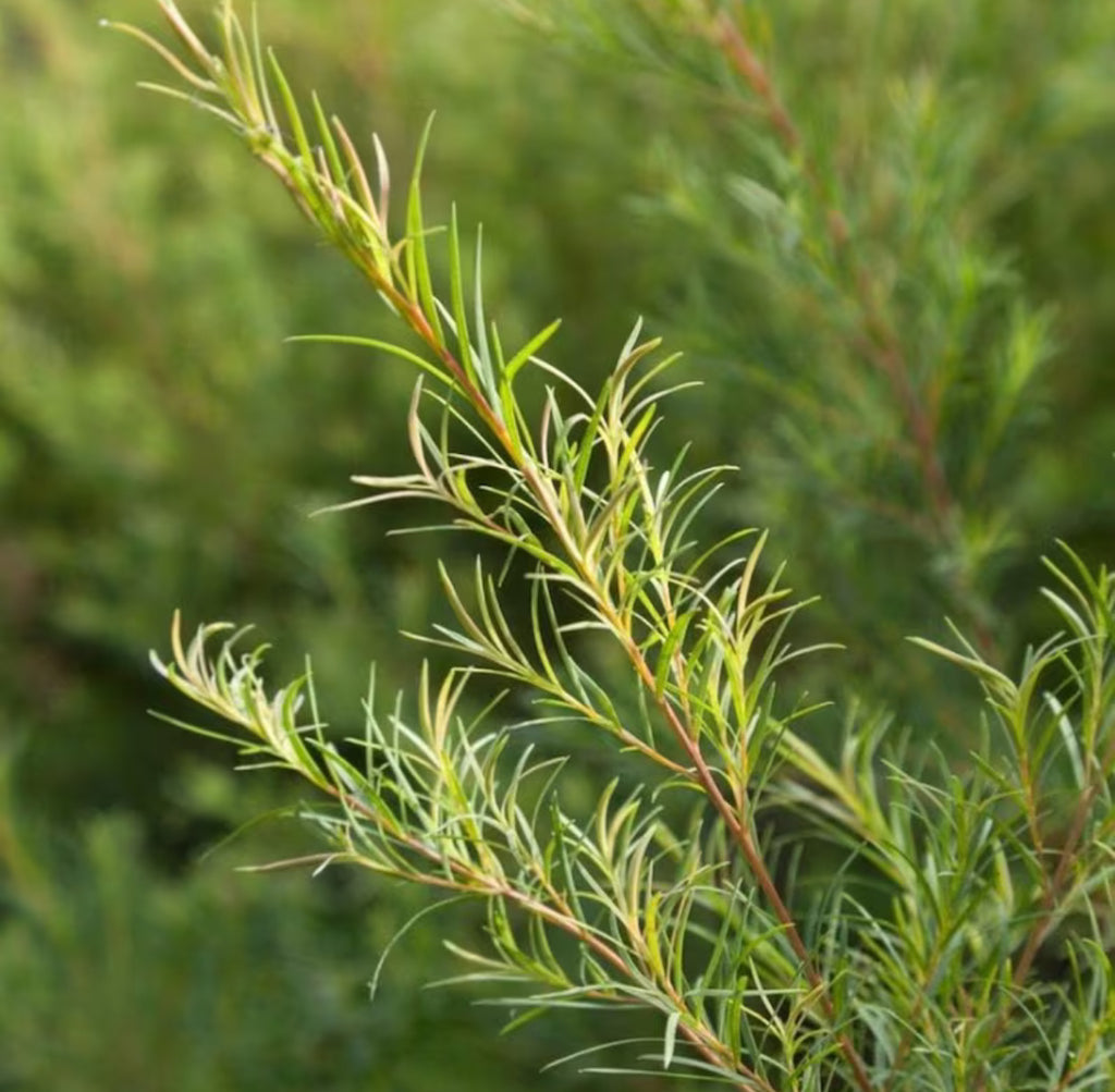 Tea Tree Hydrosol, Organic, Pure, Natural