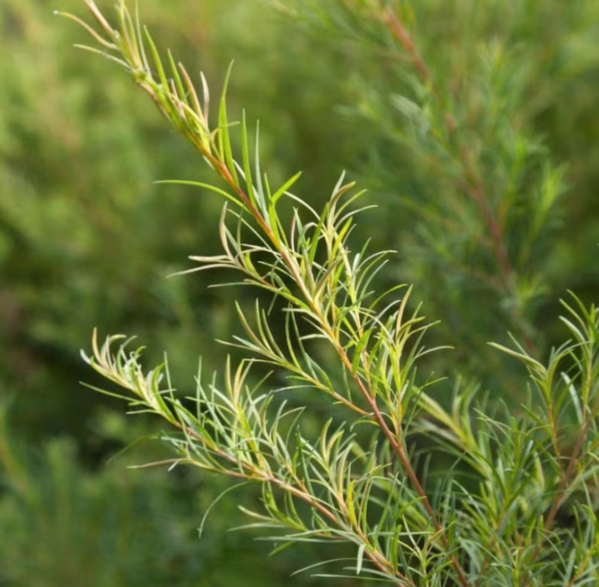 Tea Tree Hydrosol, Organic, Pure, Natural