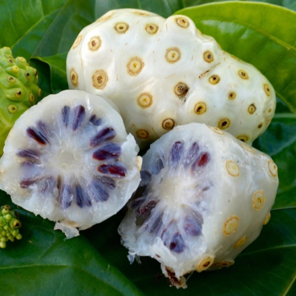 Noni Fruit Oil, Organic, Cold Pressed, Unrefined, Natural