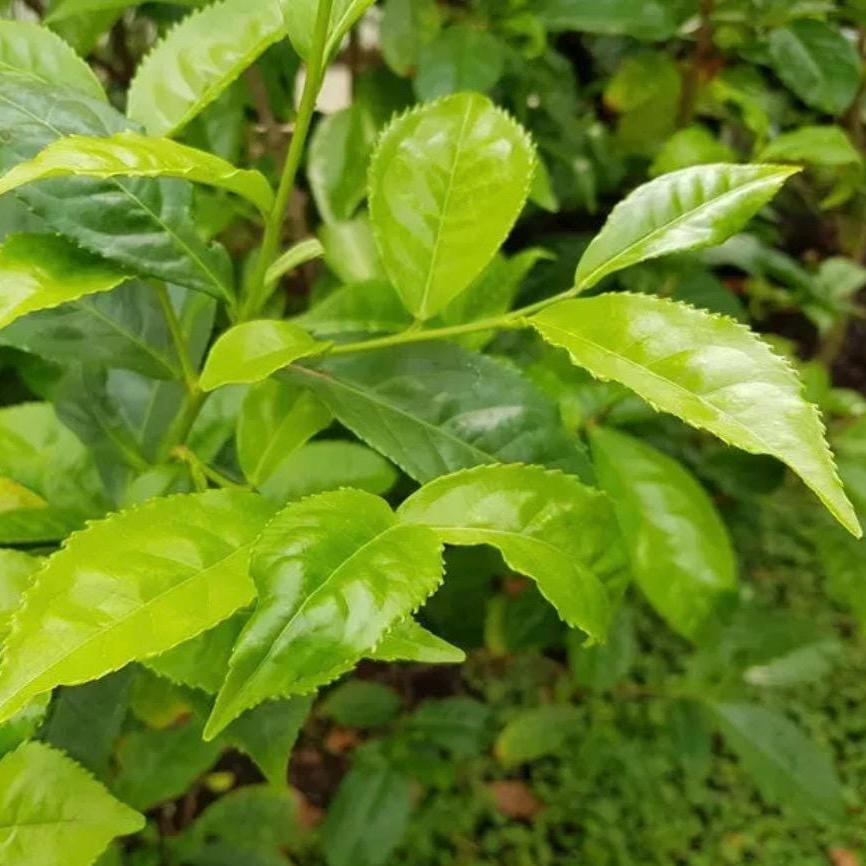 Green Tea Hydrosol, Organic, Pure, Natural