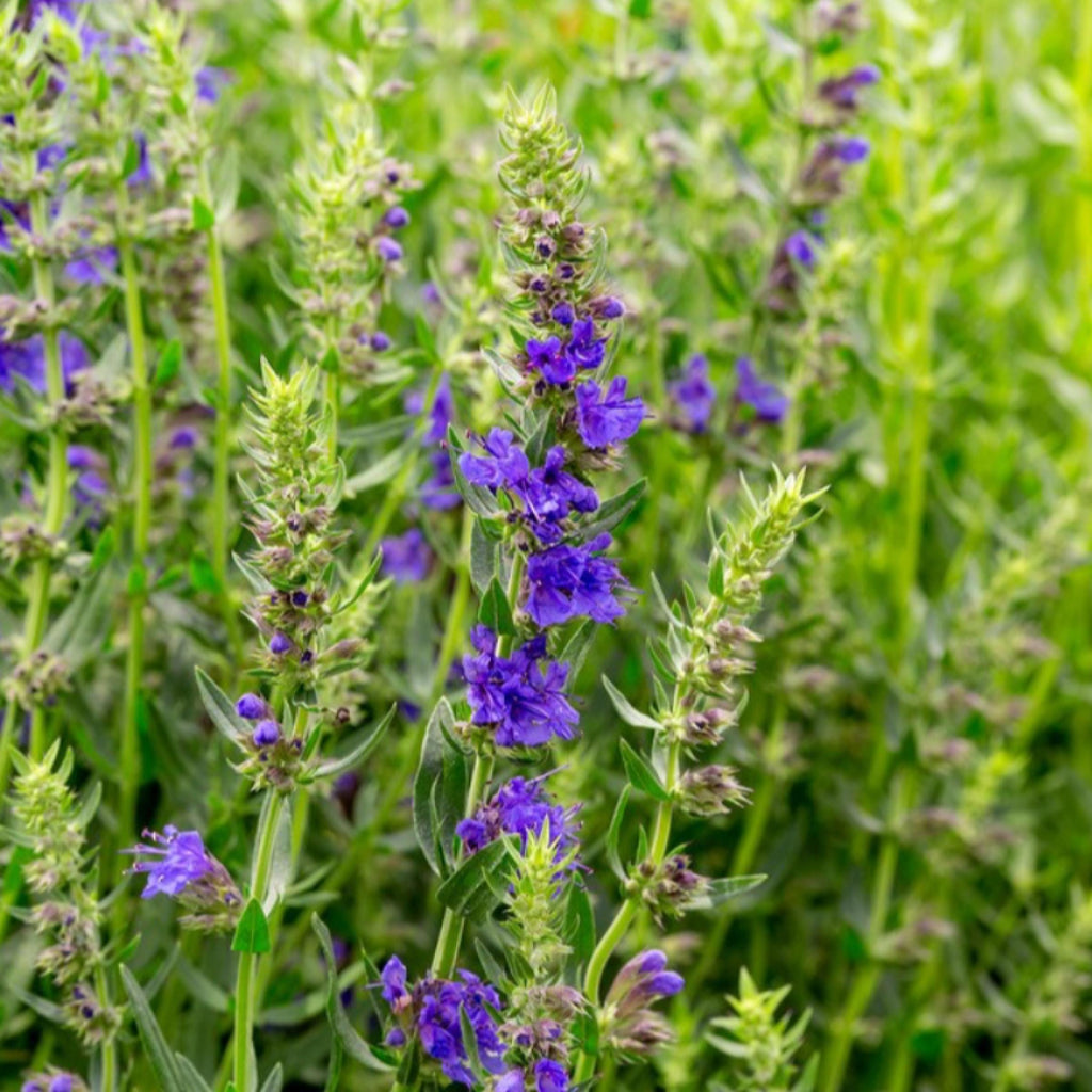 Hyssop Essential Oil, Organic, 100% Pure, Natural