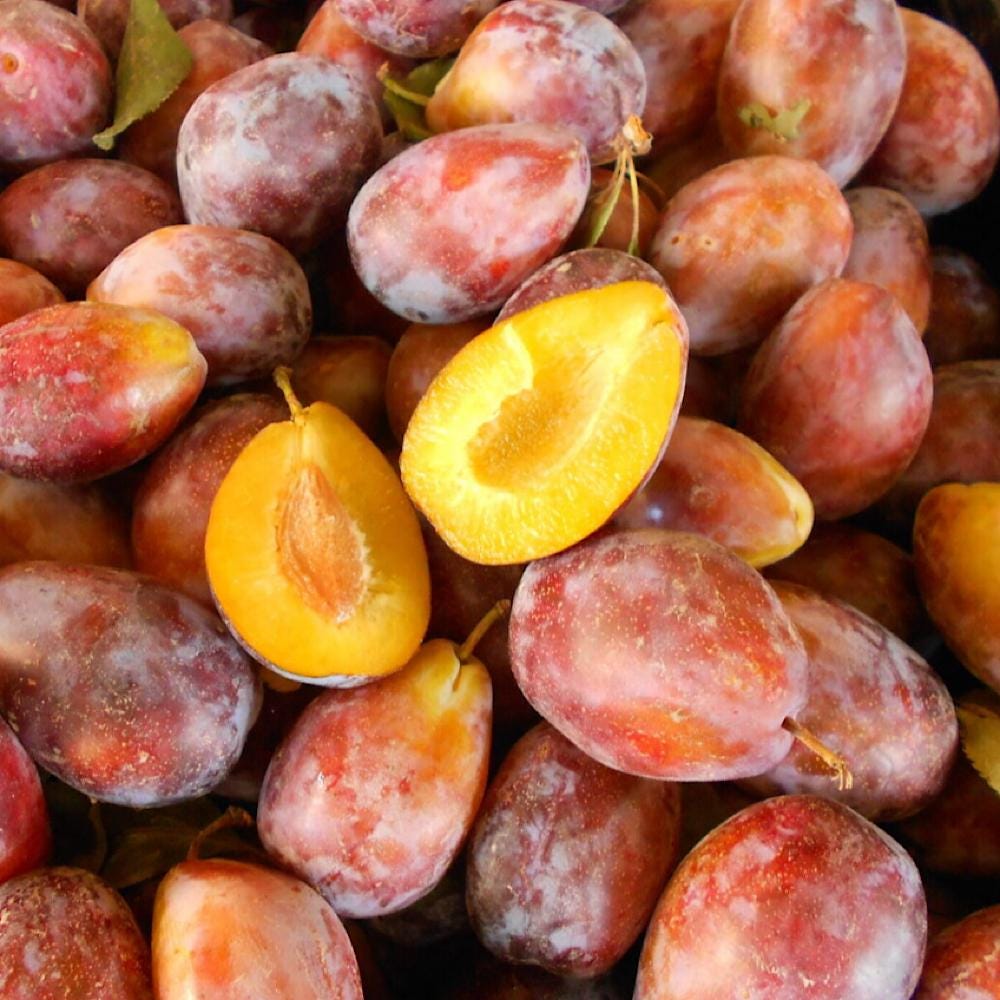 French Plum Seed Oil, Organic, Cold Pressed, Unrefined, Natural