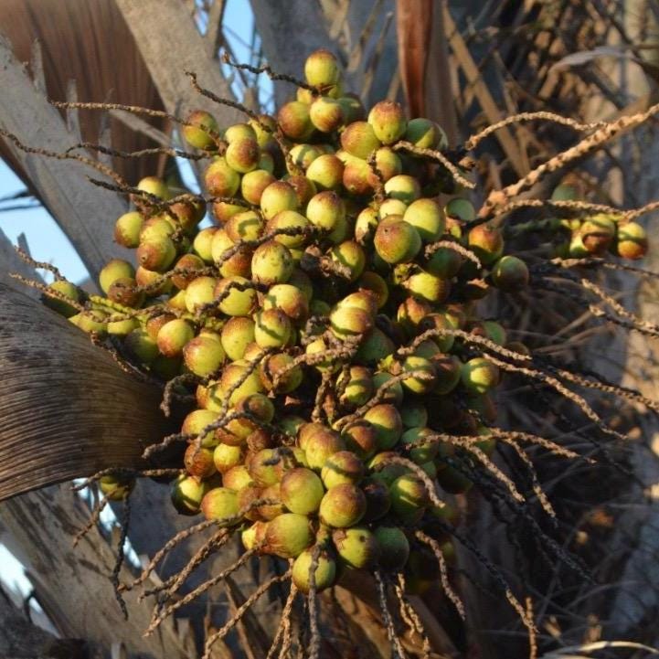 Licuri Seed Oil, Organic, Cold Pressed, Unrefined, Natural