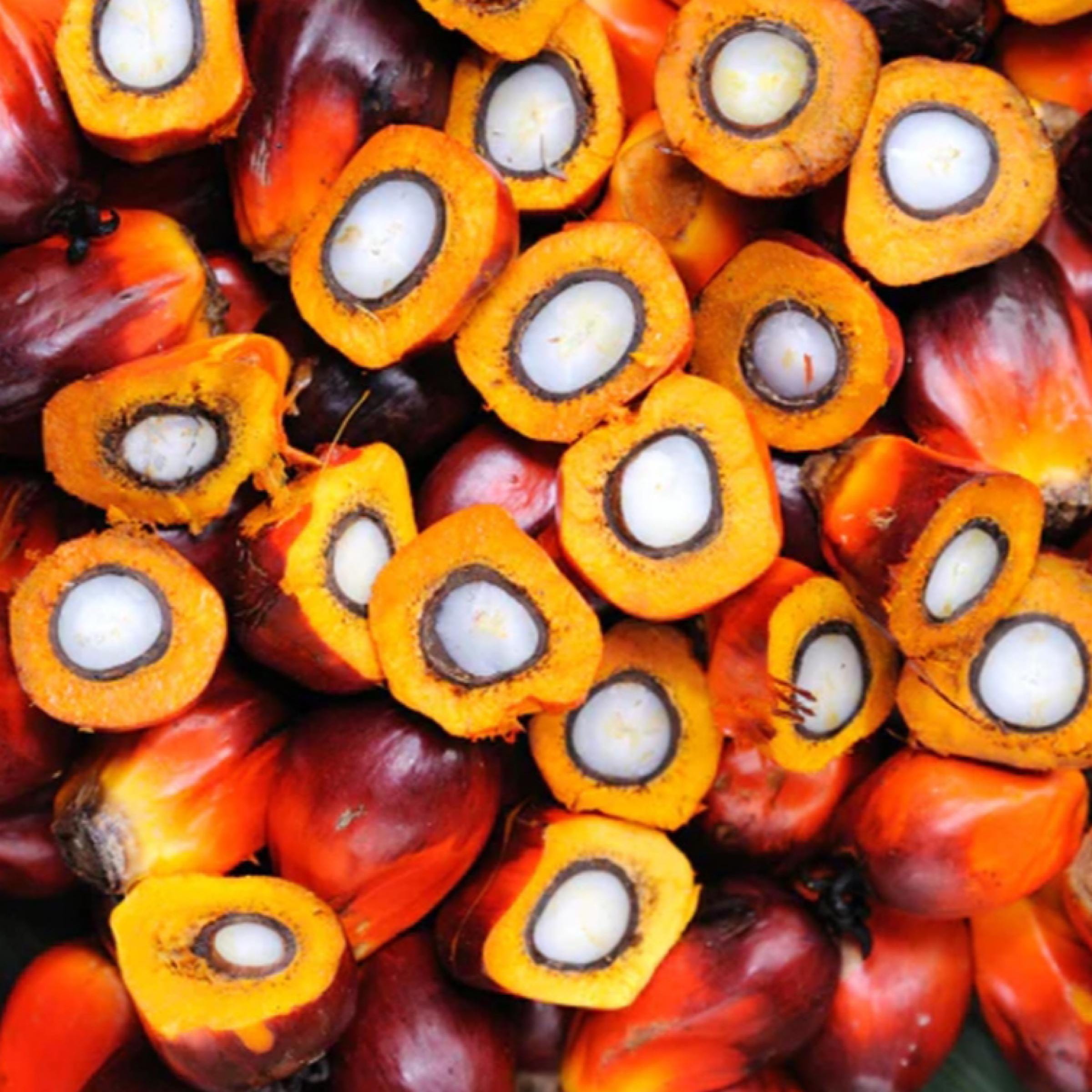 Batana Oil, Organic, Cold Pressed, Unrefined, Natural
