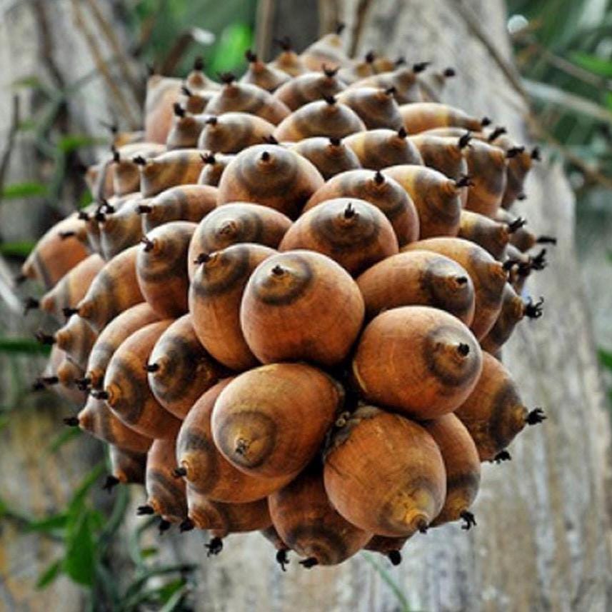 Babassu Seed Oil, Organic, Cold Pressed, Unrefined, Natural