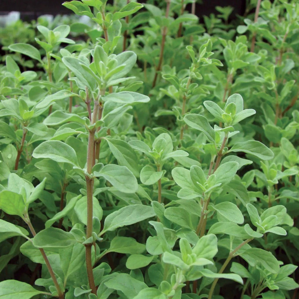 Marjoram Essential Oil, Organic, 100% Pure, Natural