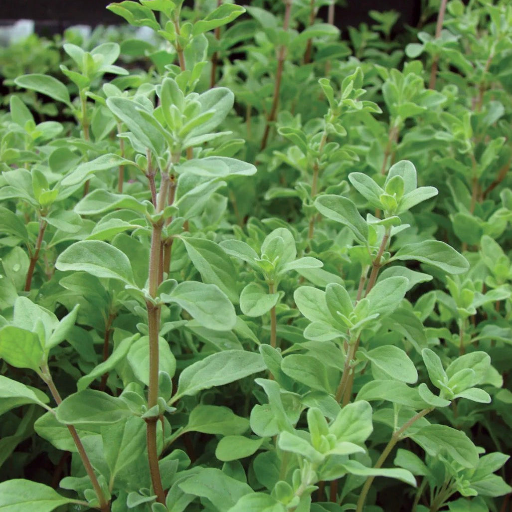 Marjoram Essential Oil, Organic, 100% Pure, Natural