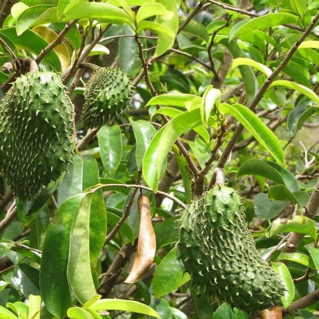 Soursop Seed Oil, Organic, Cold Pressed, Unrefined, Natural