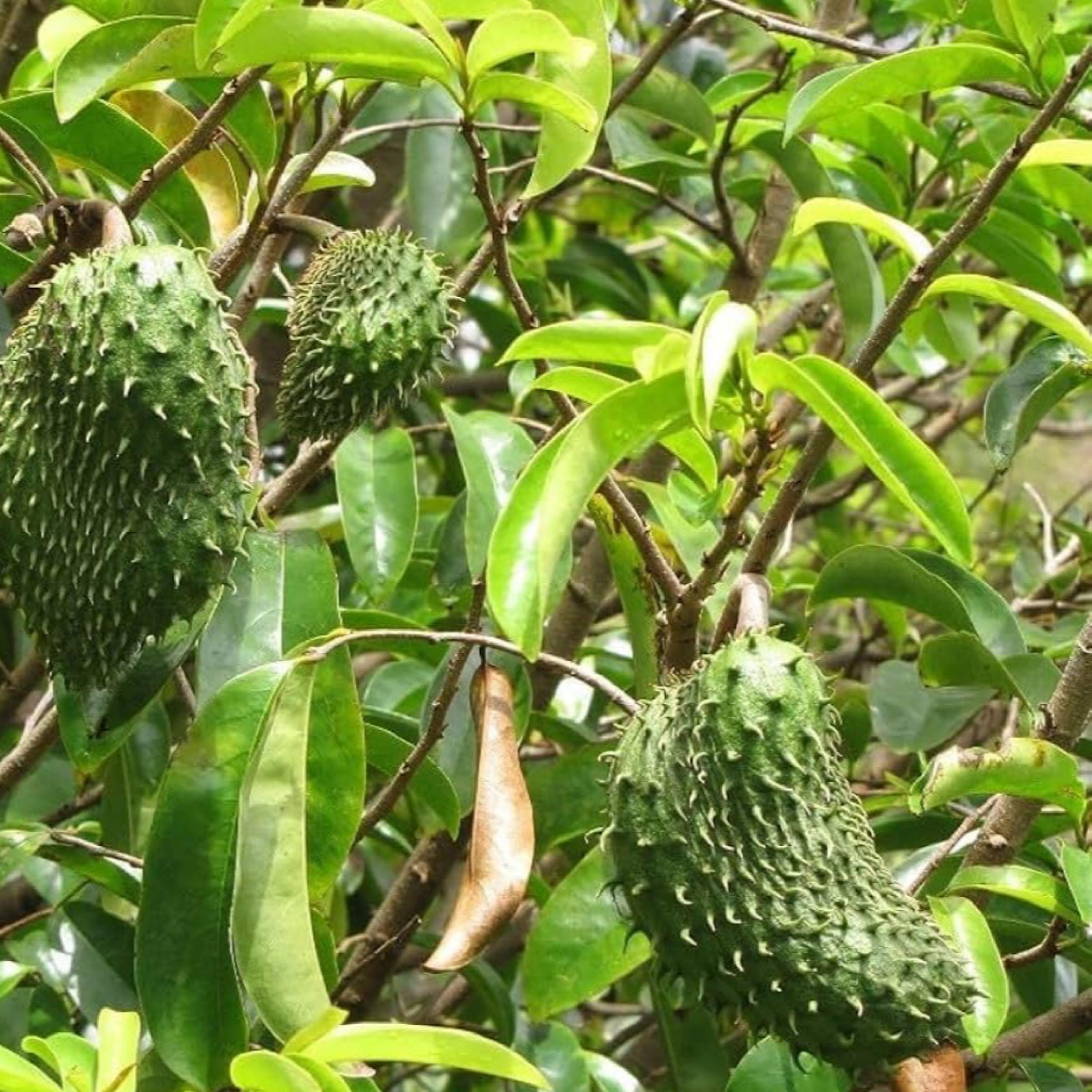 Soursop Seed Oil, Organic, Cold Pressed, Unrefined, Natural