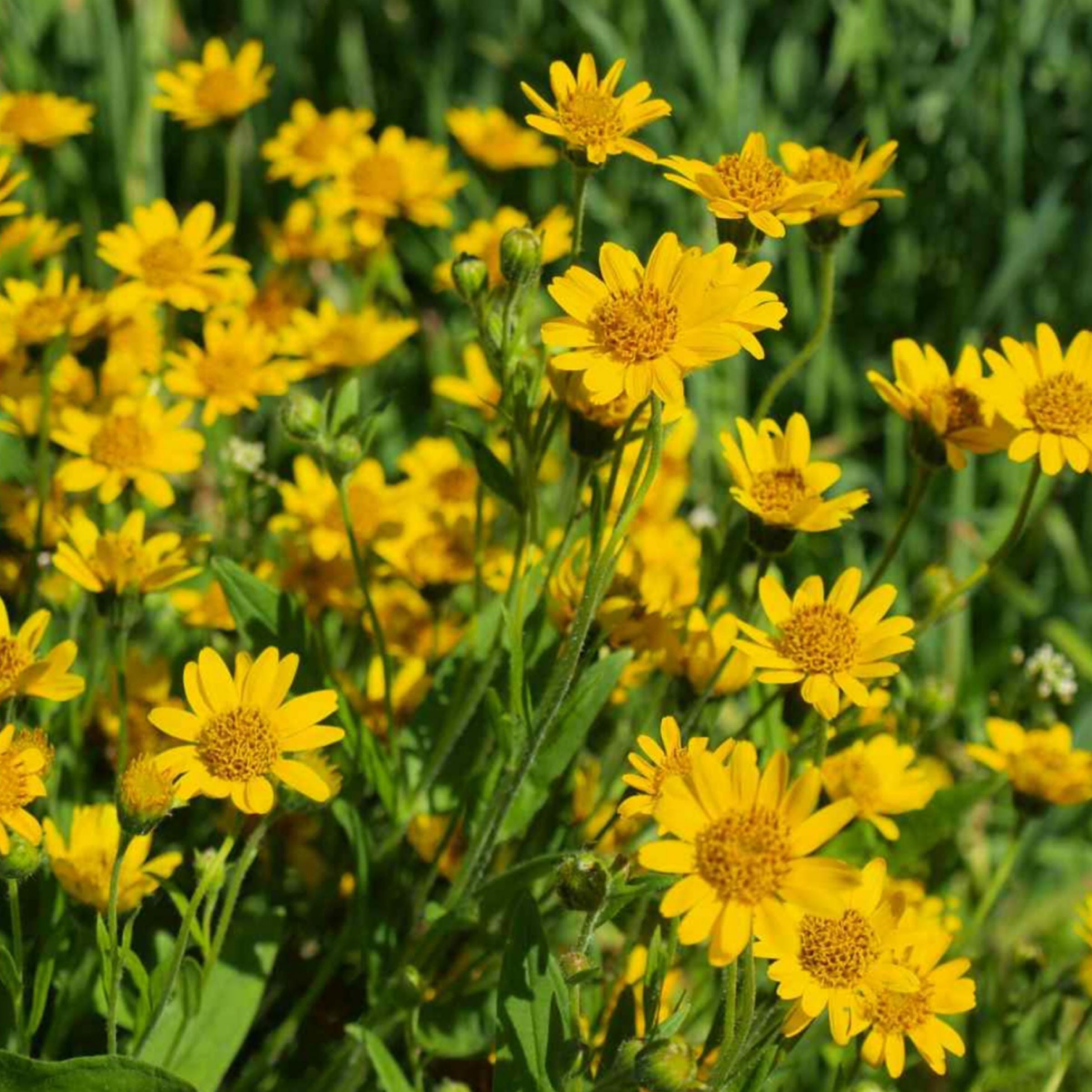 Arnica Montana Oil, Organic, Cold Pressed, Unrefined, Natural