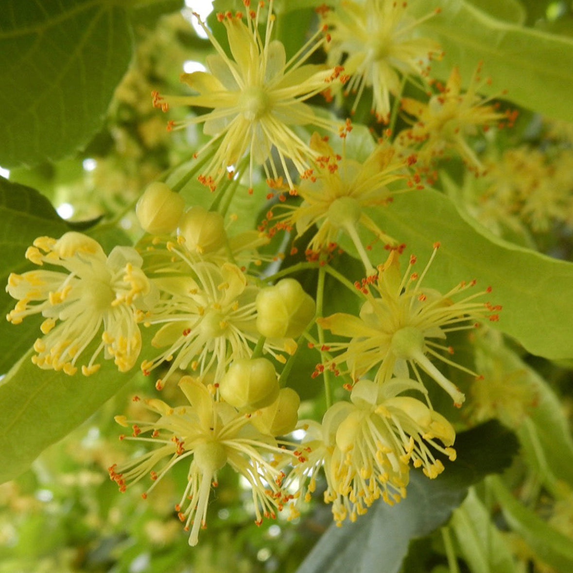 Linden Blossom Absolute Oil, Organic, 100% Pure, Natural