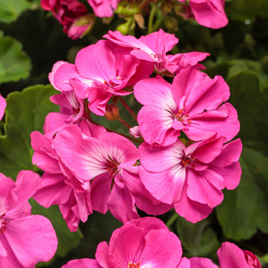 Geranium Essential Oil, Organic, 100% Pure, Natural