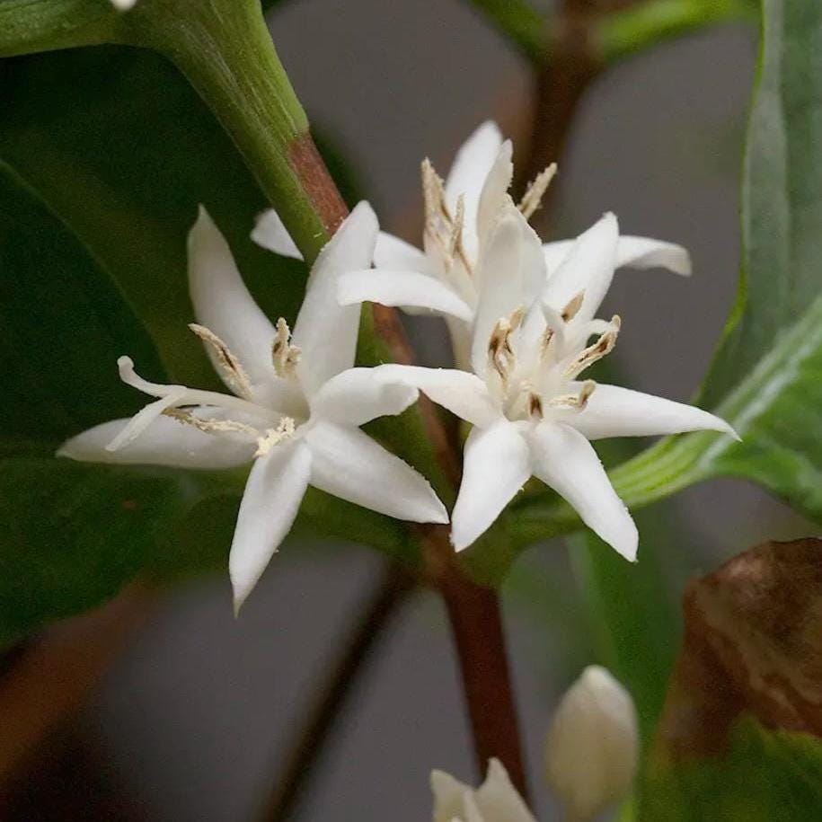 Coffee Blossom Absolute, Organic, 100% Pure, Natural