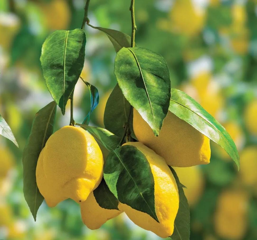 Lemon Seed Oil, Organic, Cold Pressed, Unrefined, Natural