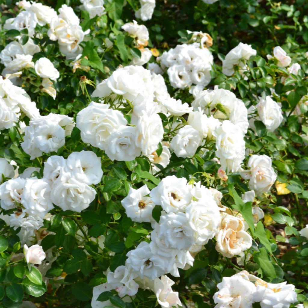 White Rose Otto Essential Oil, Organic, 100% Pure, Natural