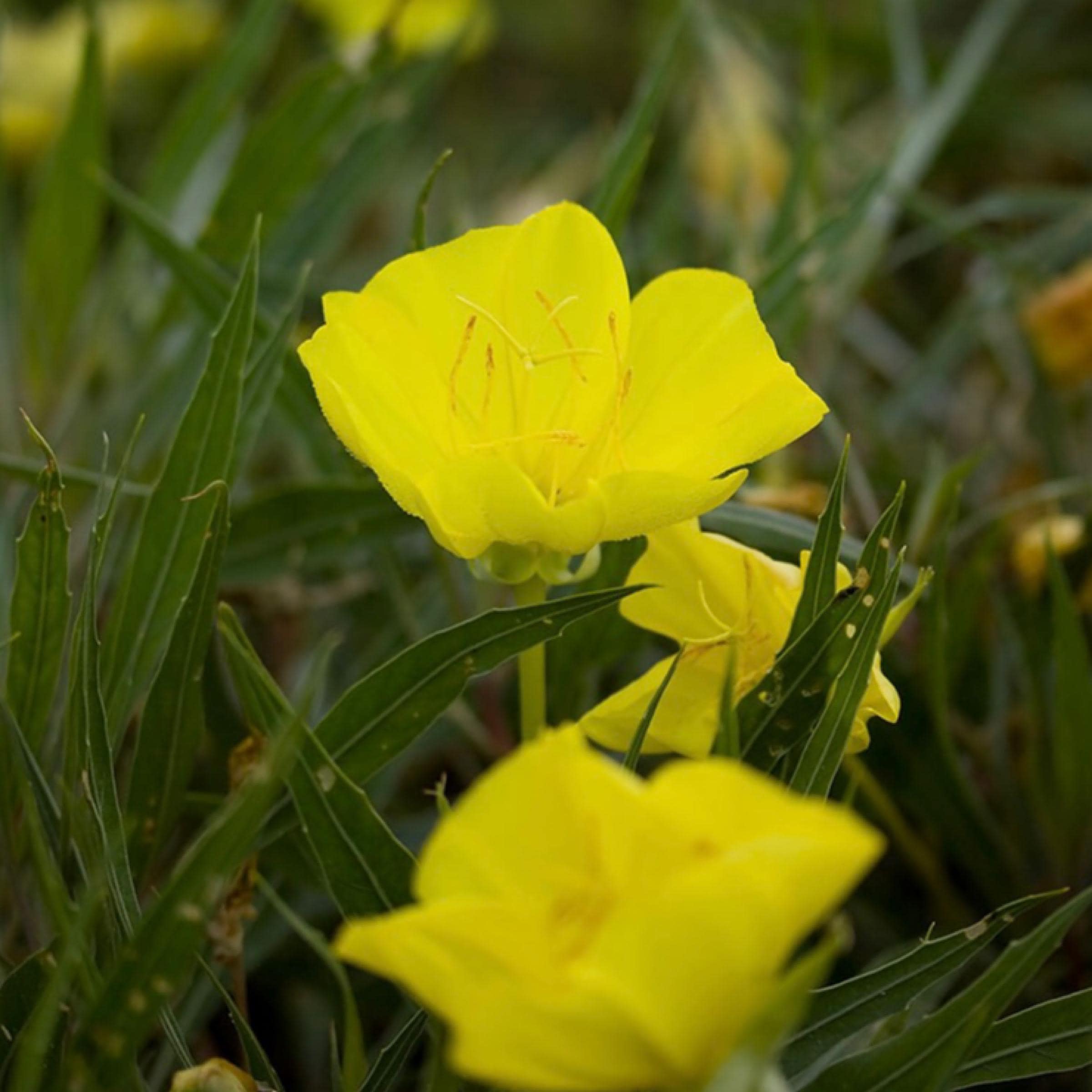 Evening Primrose Seed Oil, Organic, Cold Pressed, Unrefined, Natural