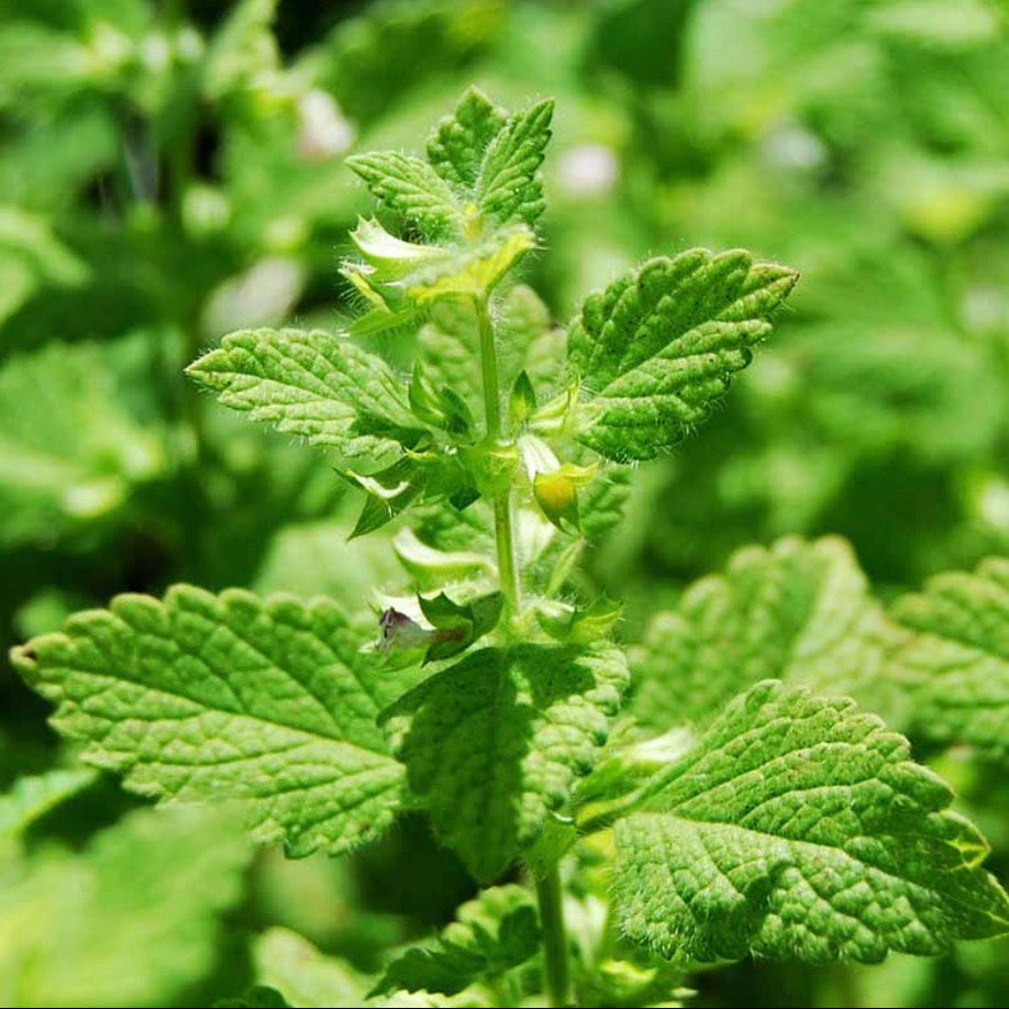 Spearmint Essential Oil, Organic, 100% Pure, Natural