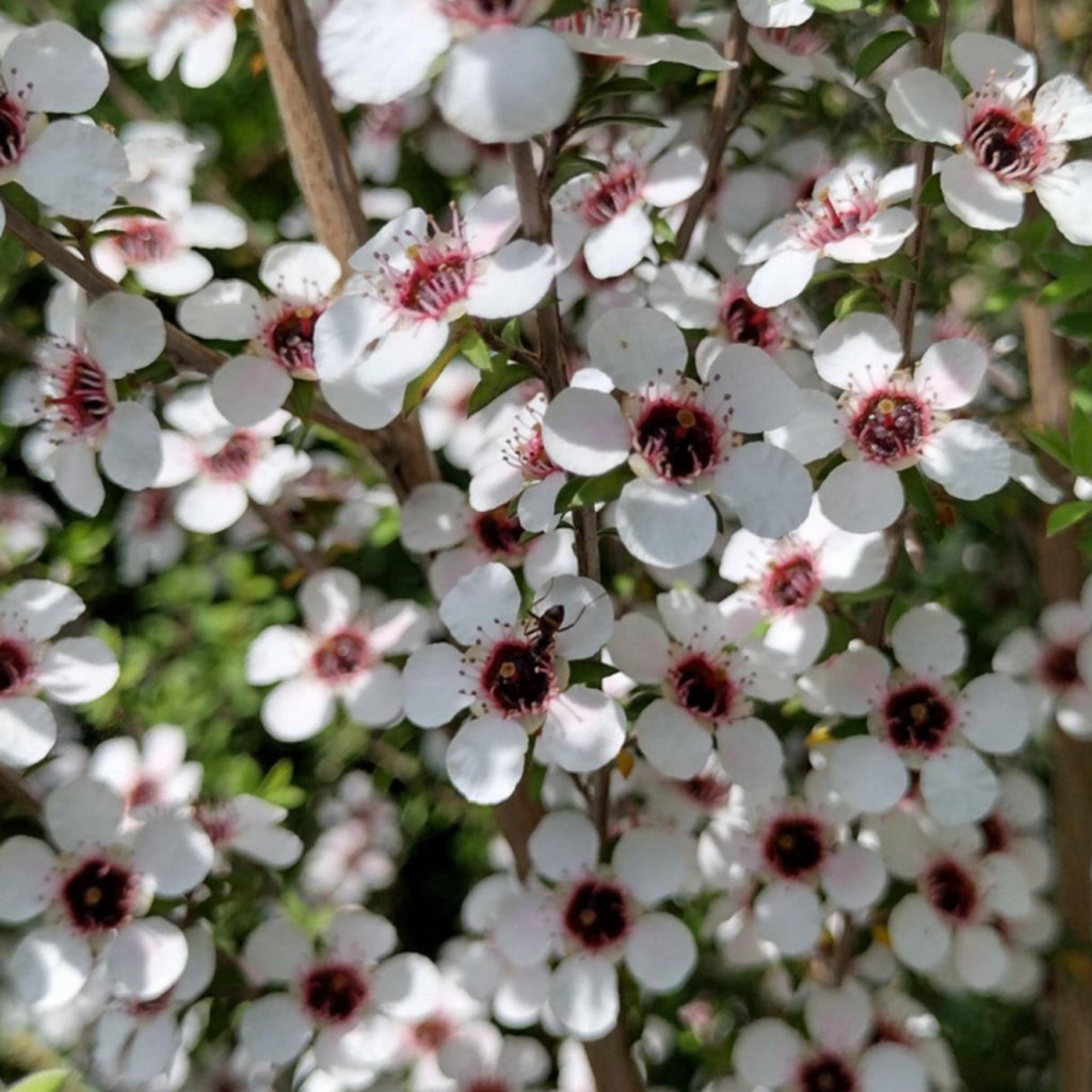 Manuka Essential Oil, Organic, 100% Pure, Natural